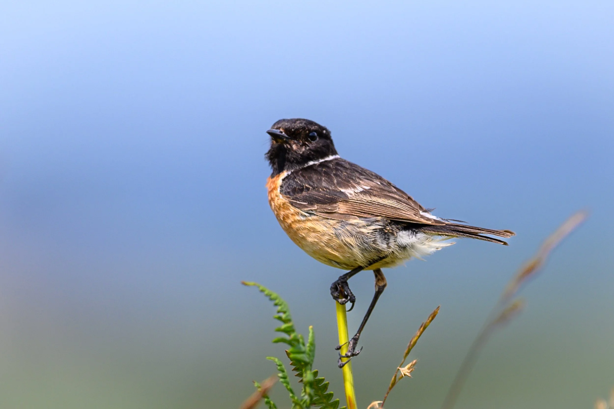 Stonechat