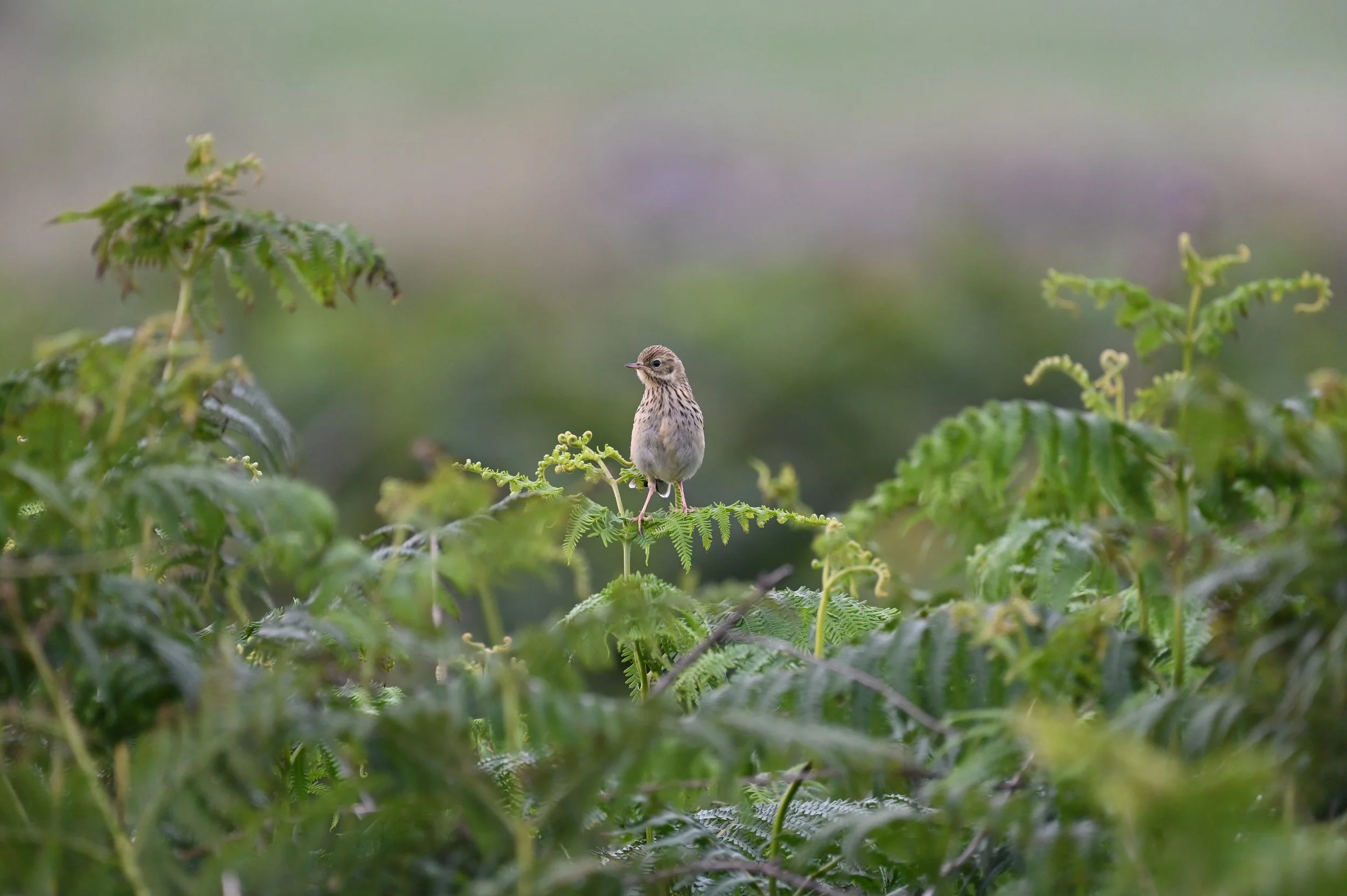 Meadow Pipit