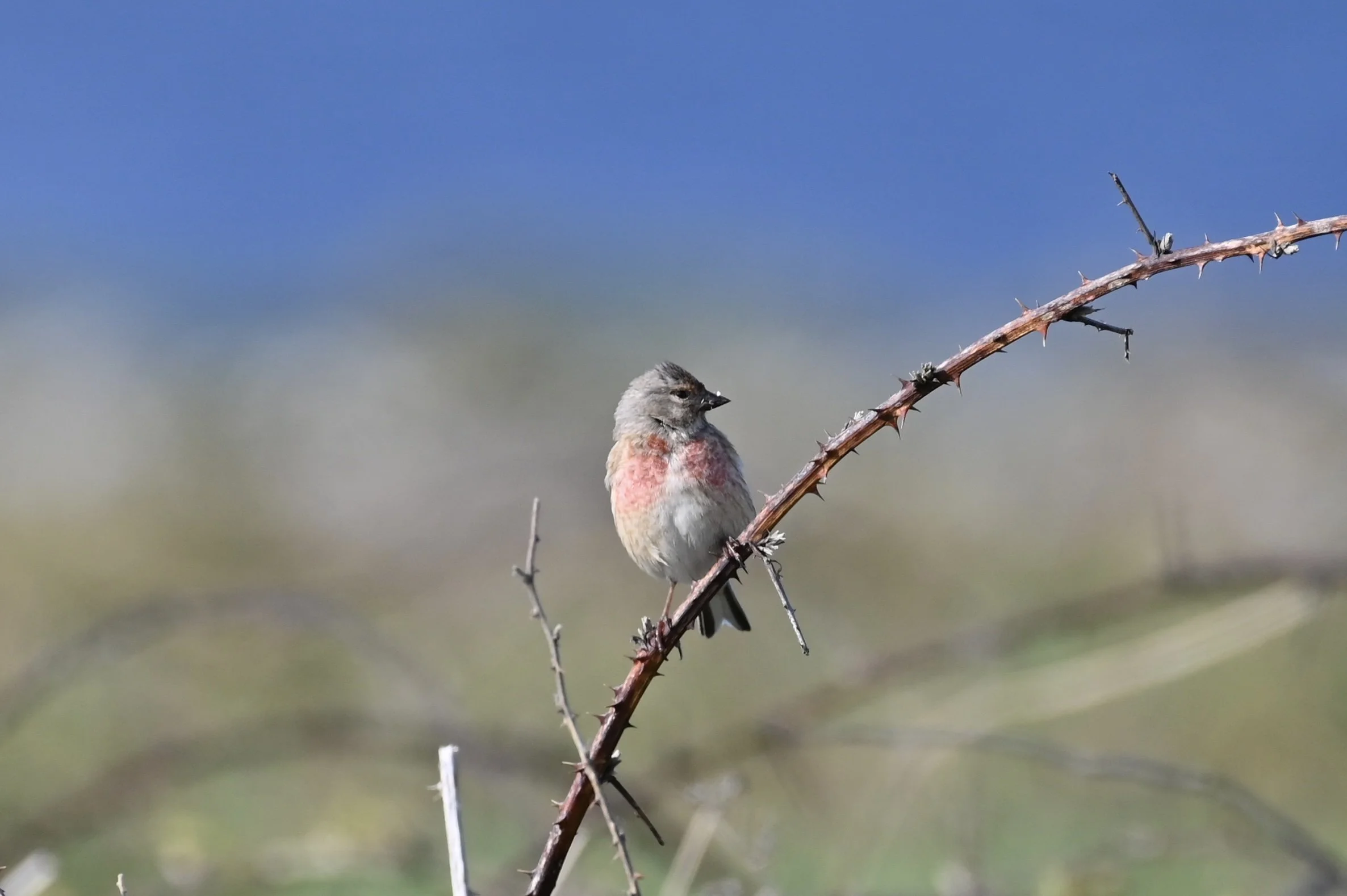 Linnet