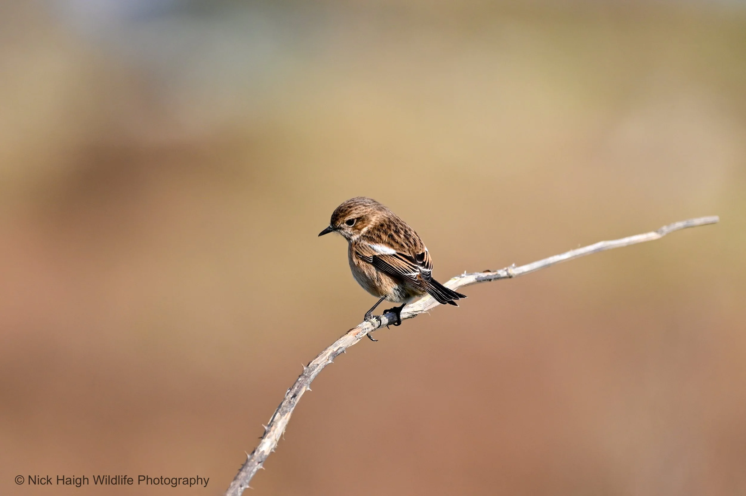 Stonechat