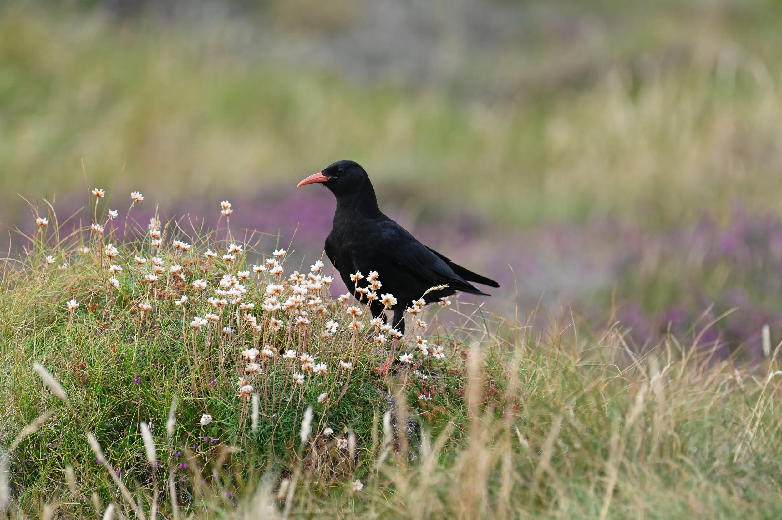 chough