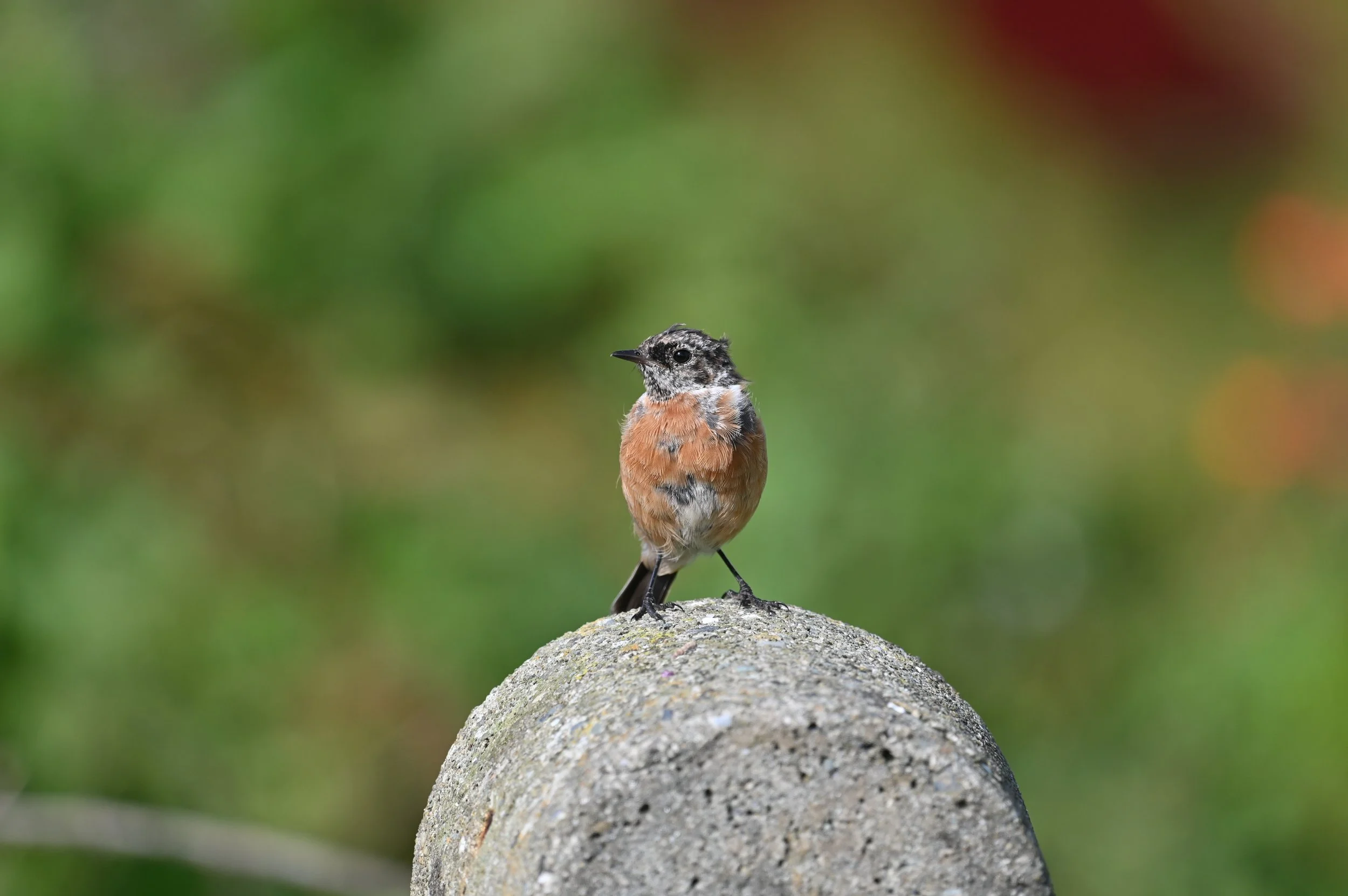 Stonechat (juv)