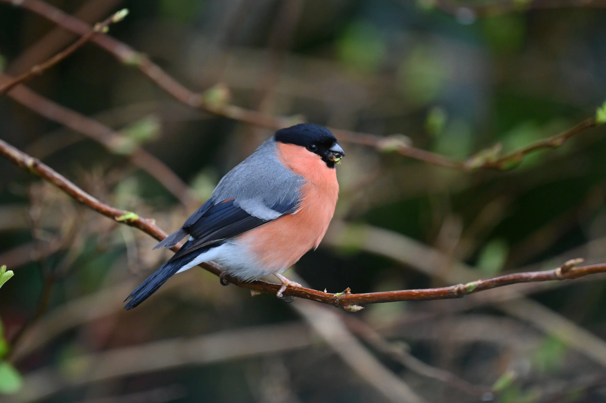 Bullfinch (m)