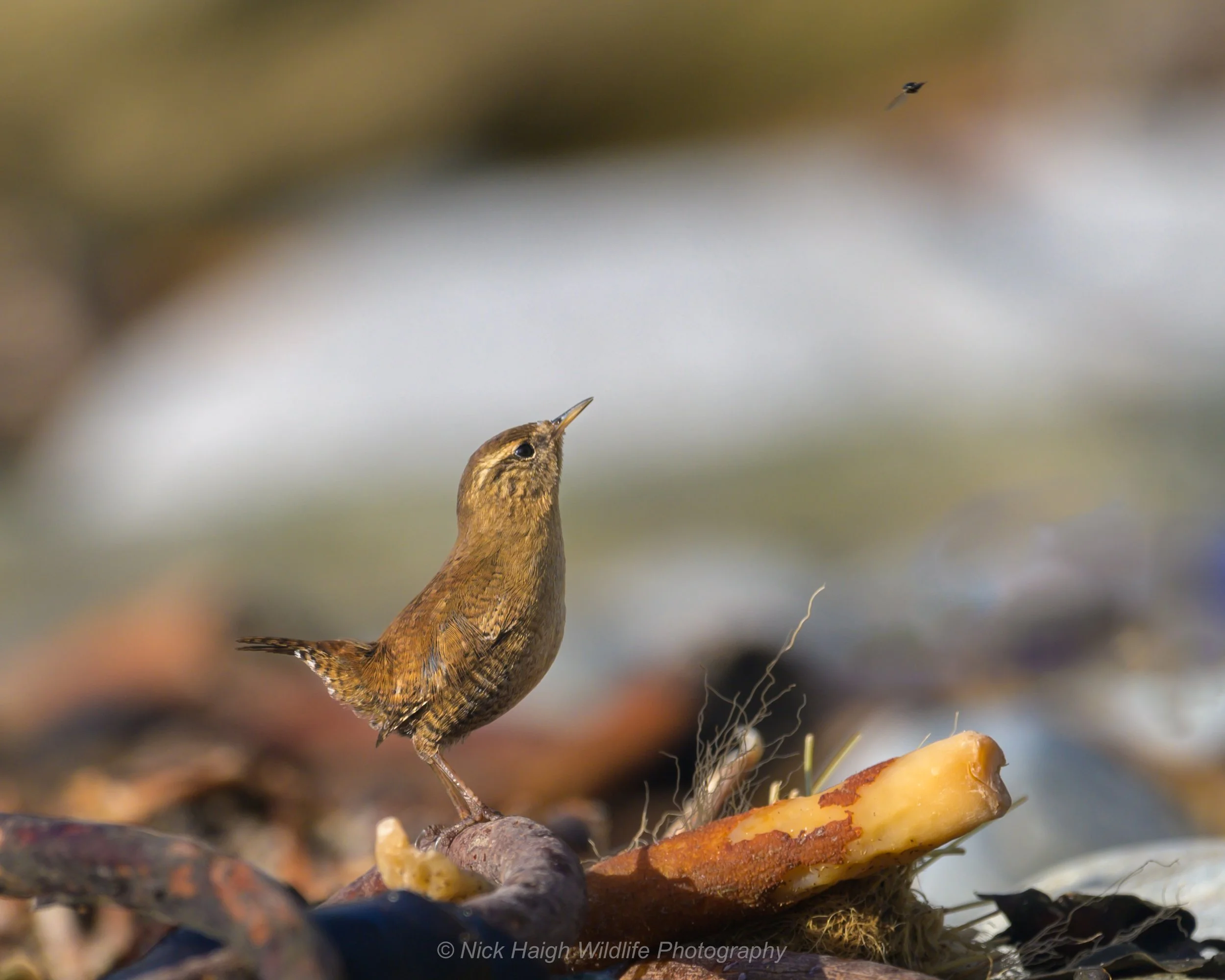 Wren