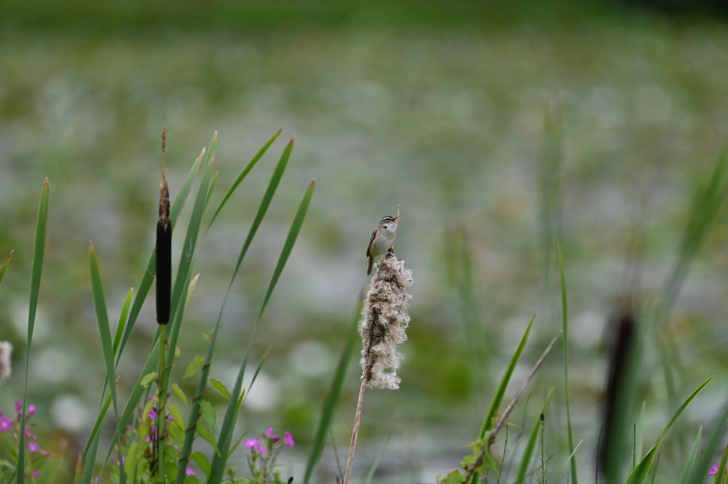 Sedge warbler