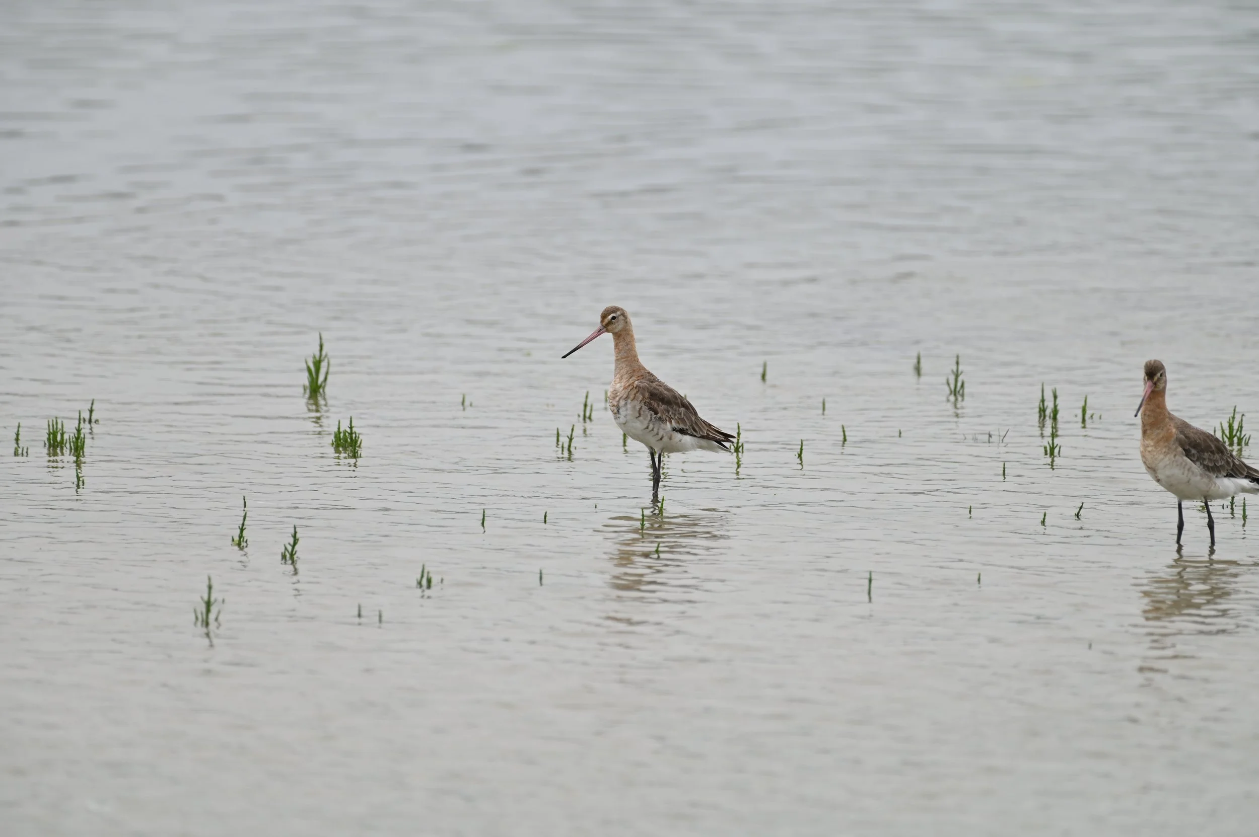 Black tailed godwit