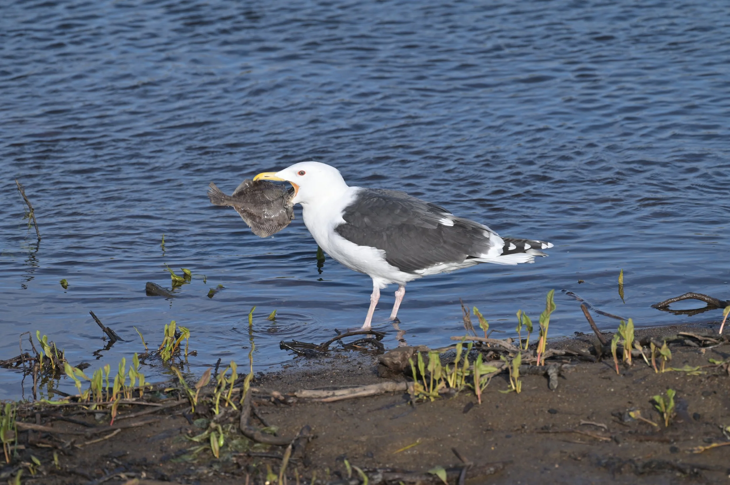 Great Back backed gull
