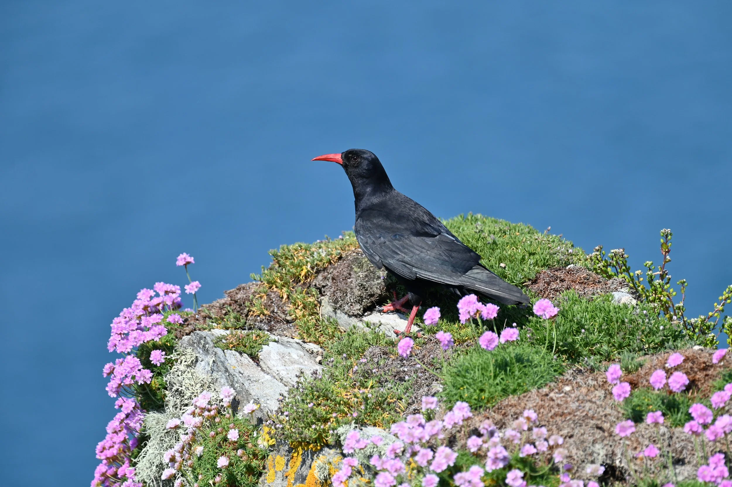 Chough