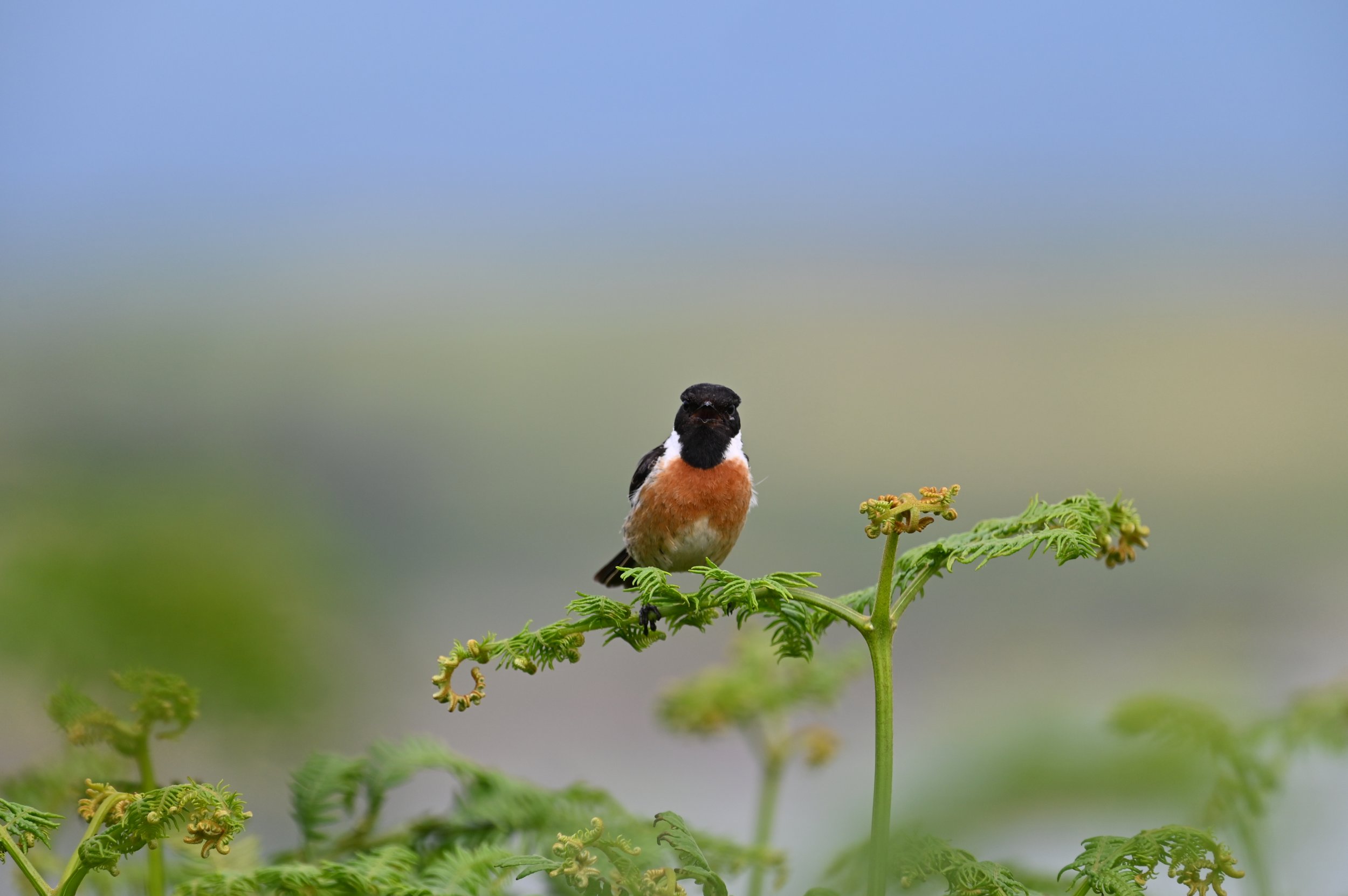 stonechat