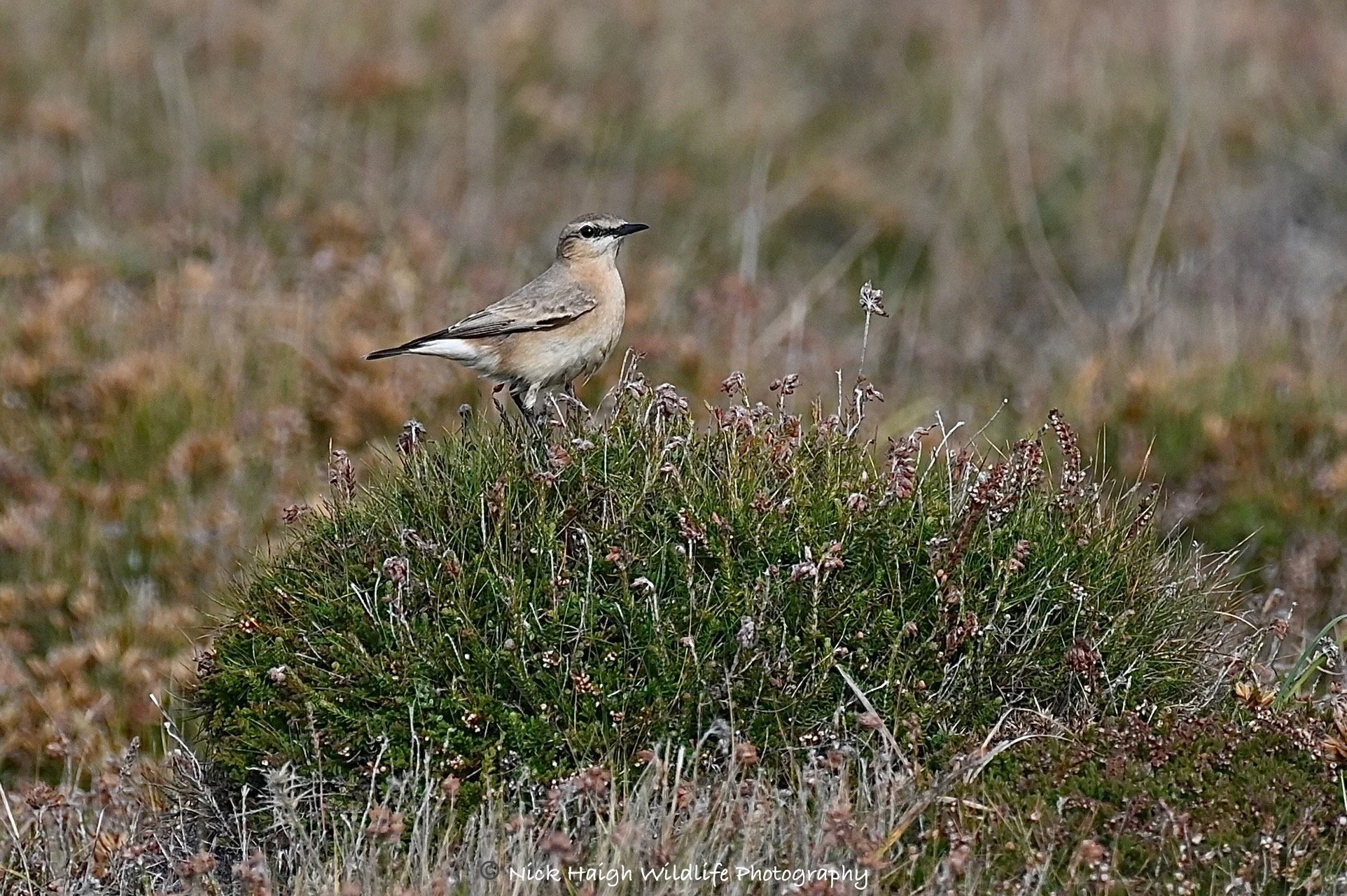 Wheatear