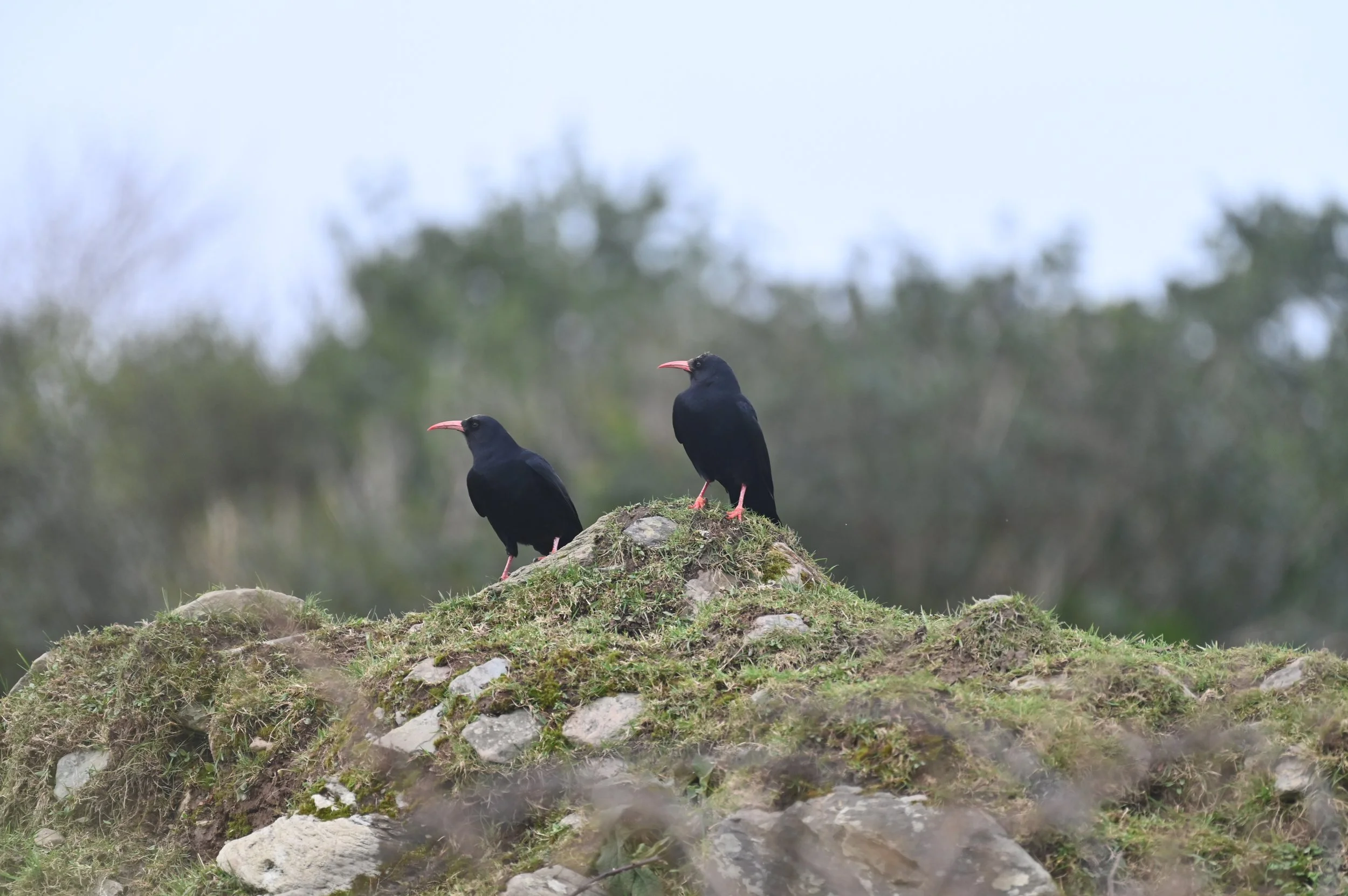 choughs