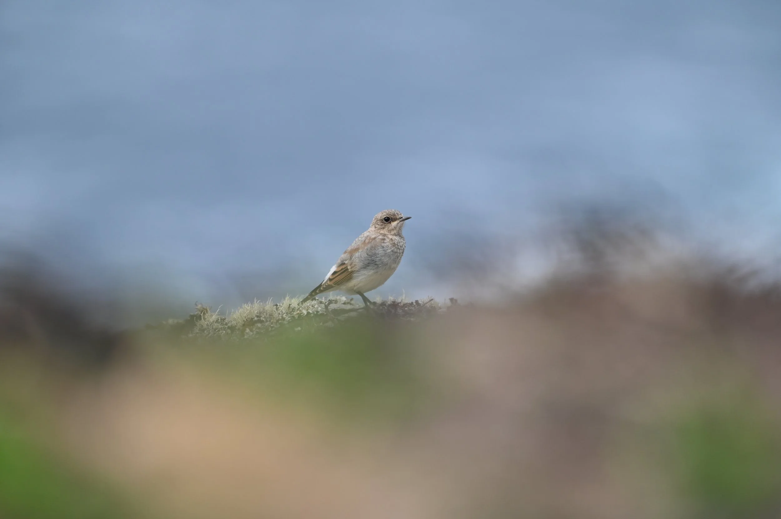 wheatear