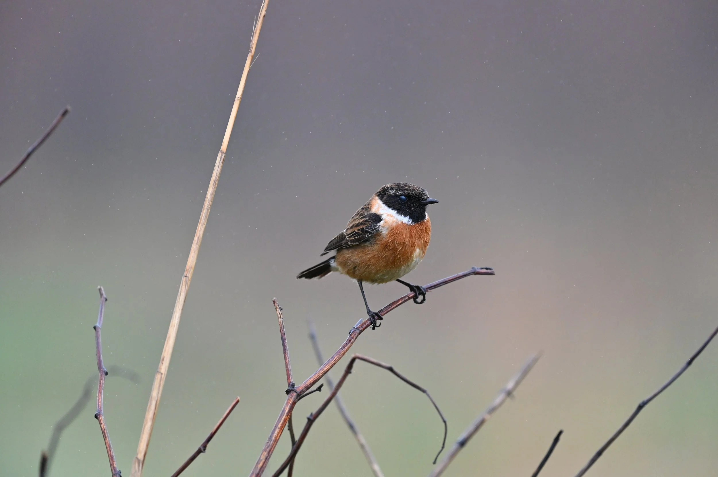 Stonechat