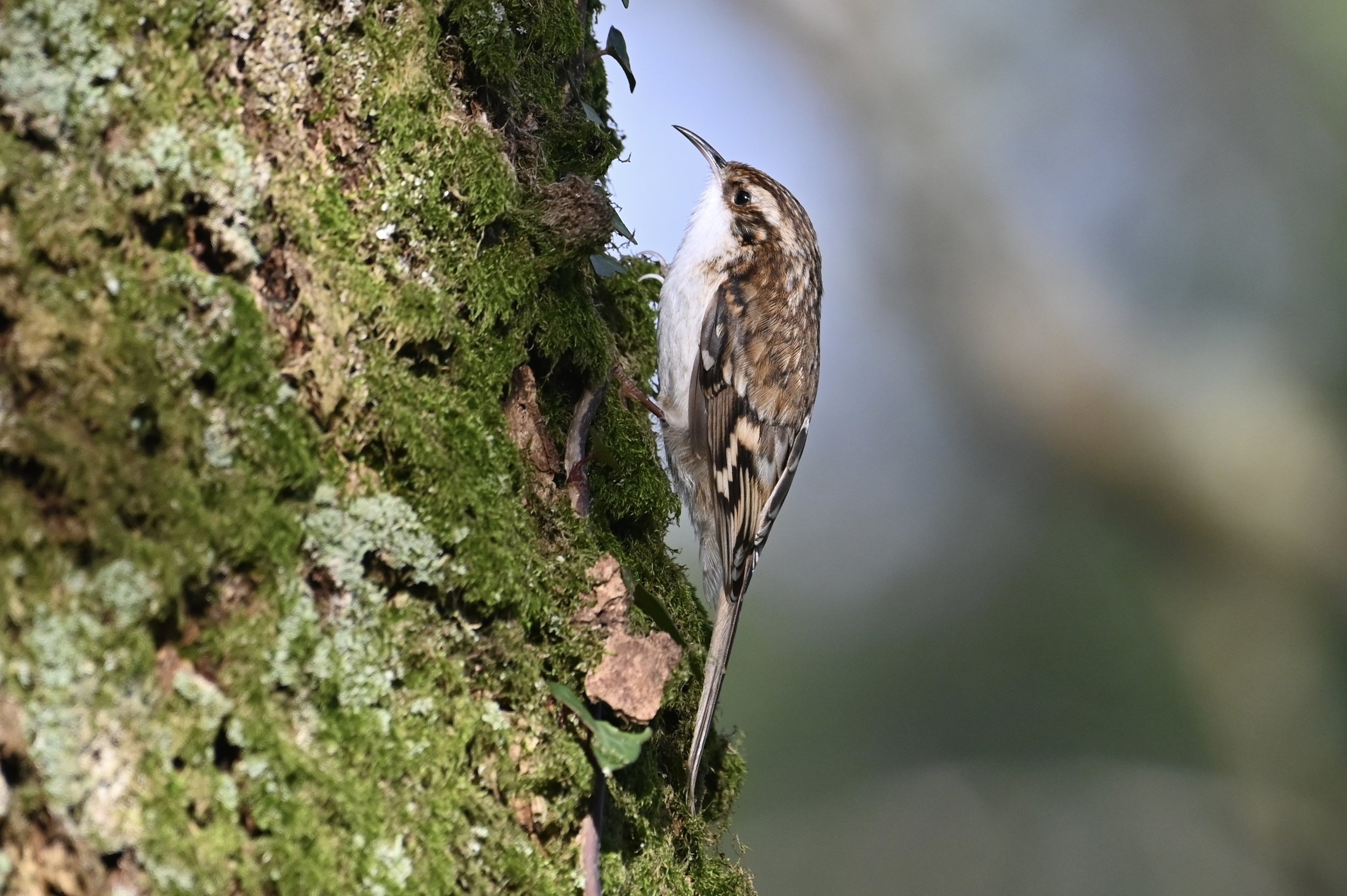 Treecreeper