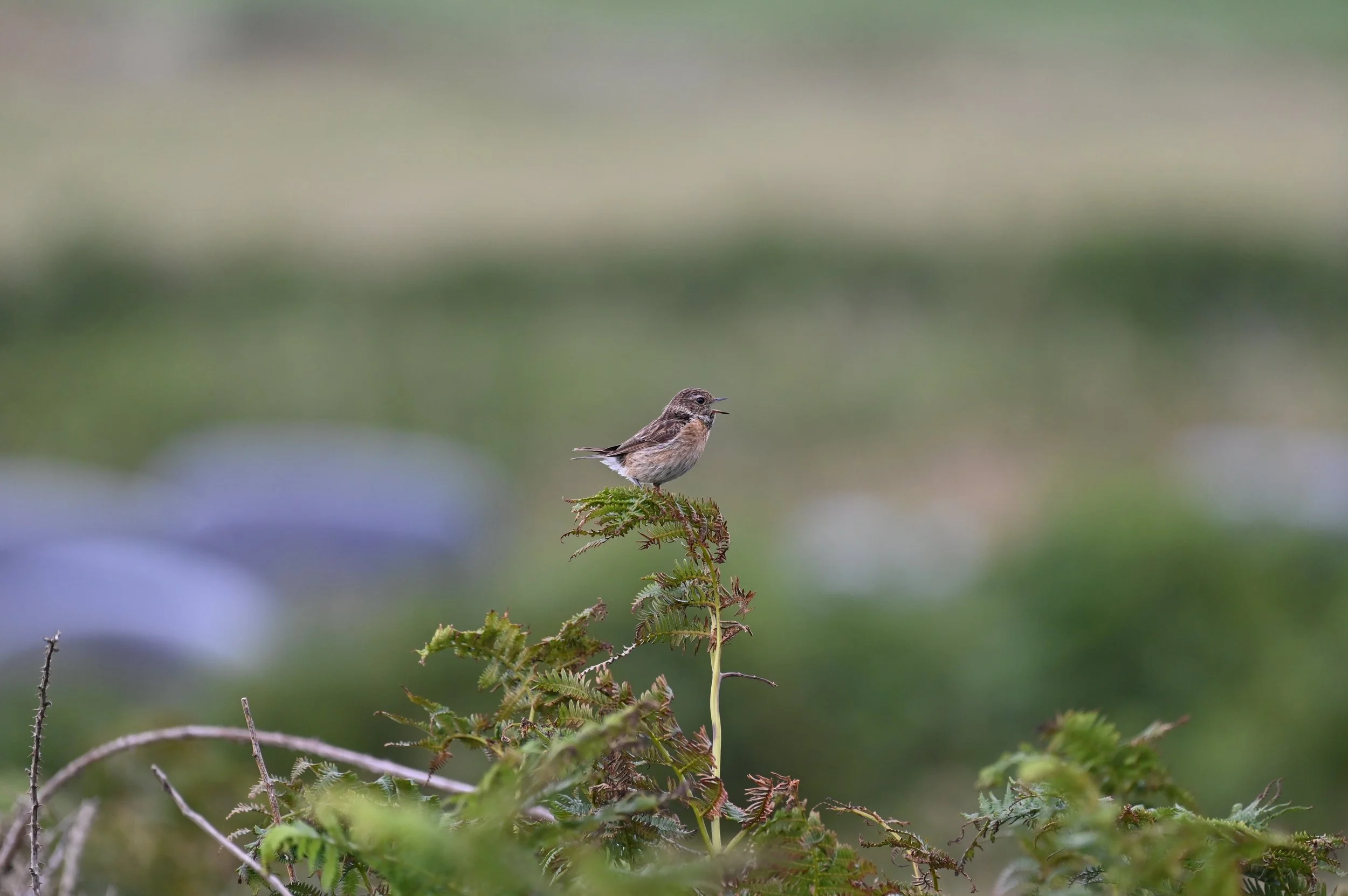 Stonechat