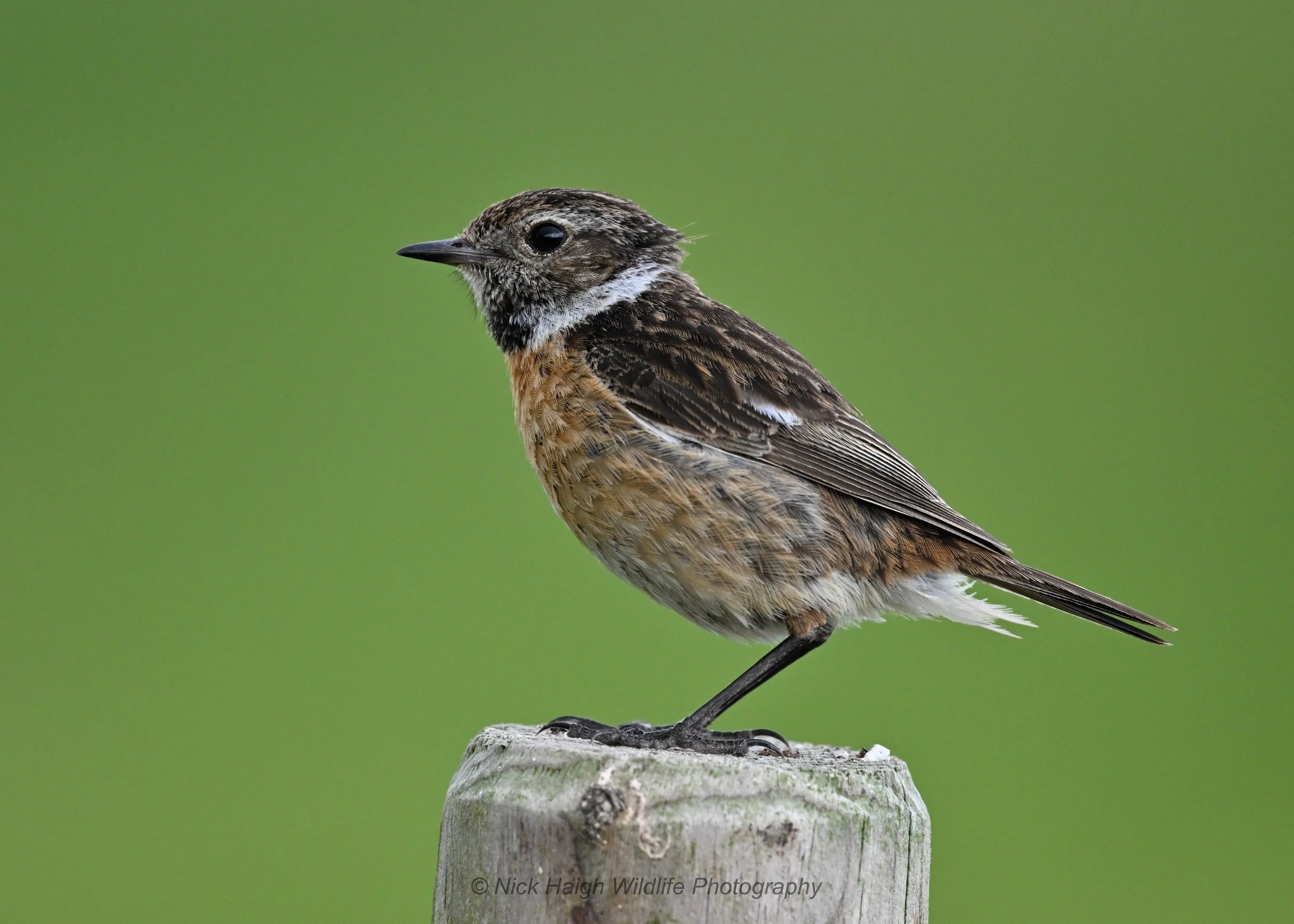 Stonechat