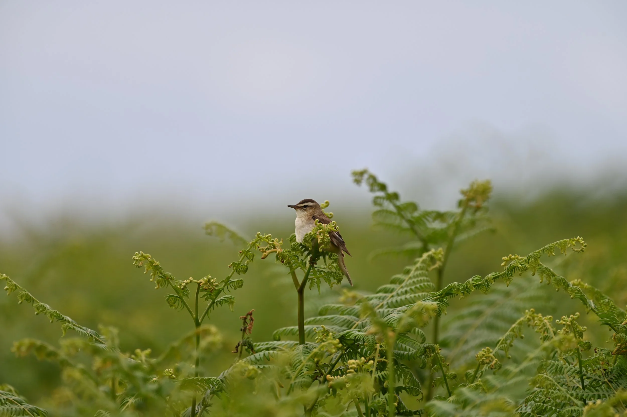 Sedge warbler