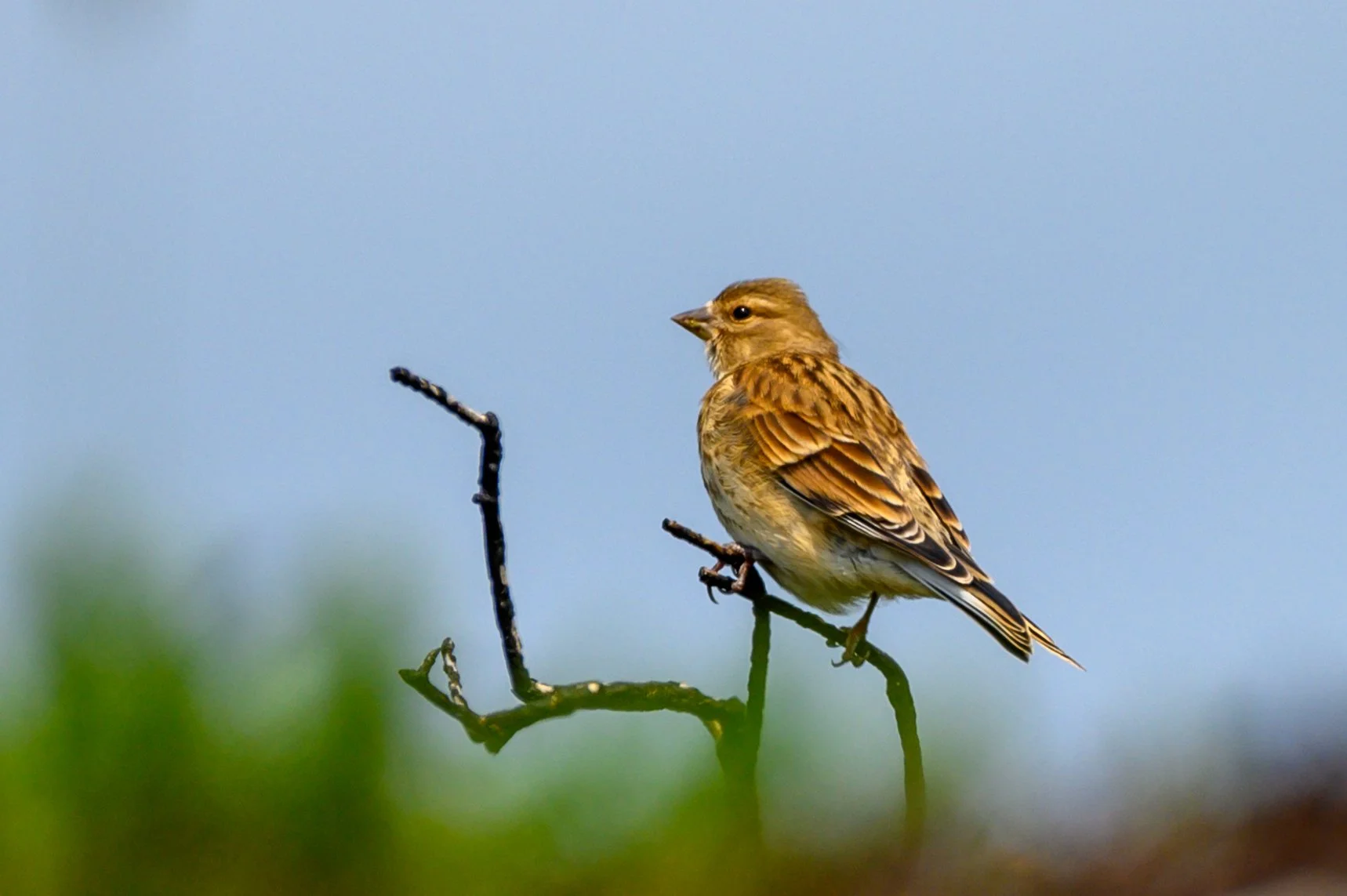 Linnet