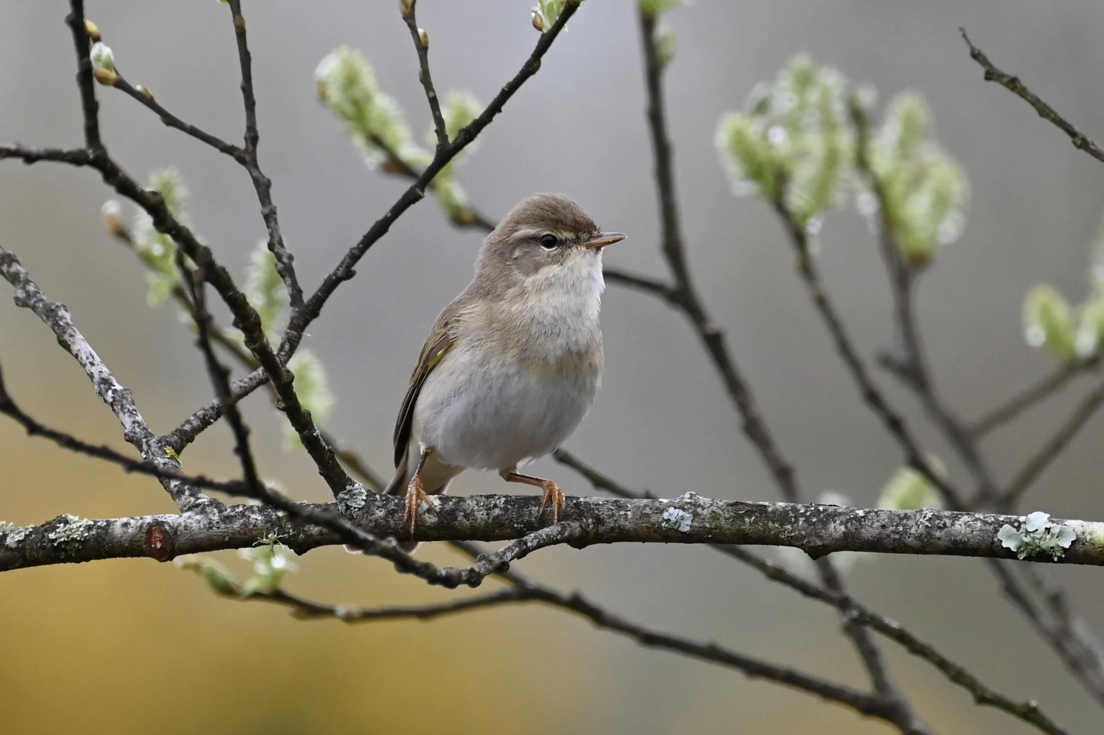 Willow Warbler