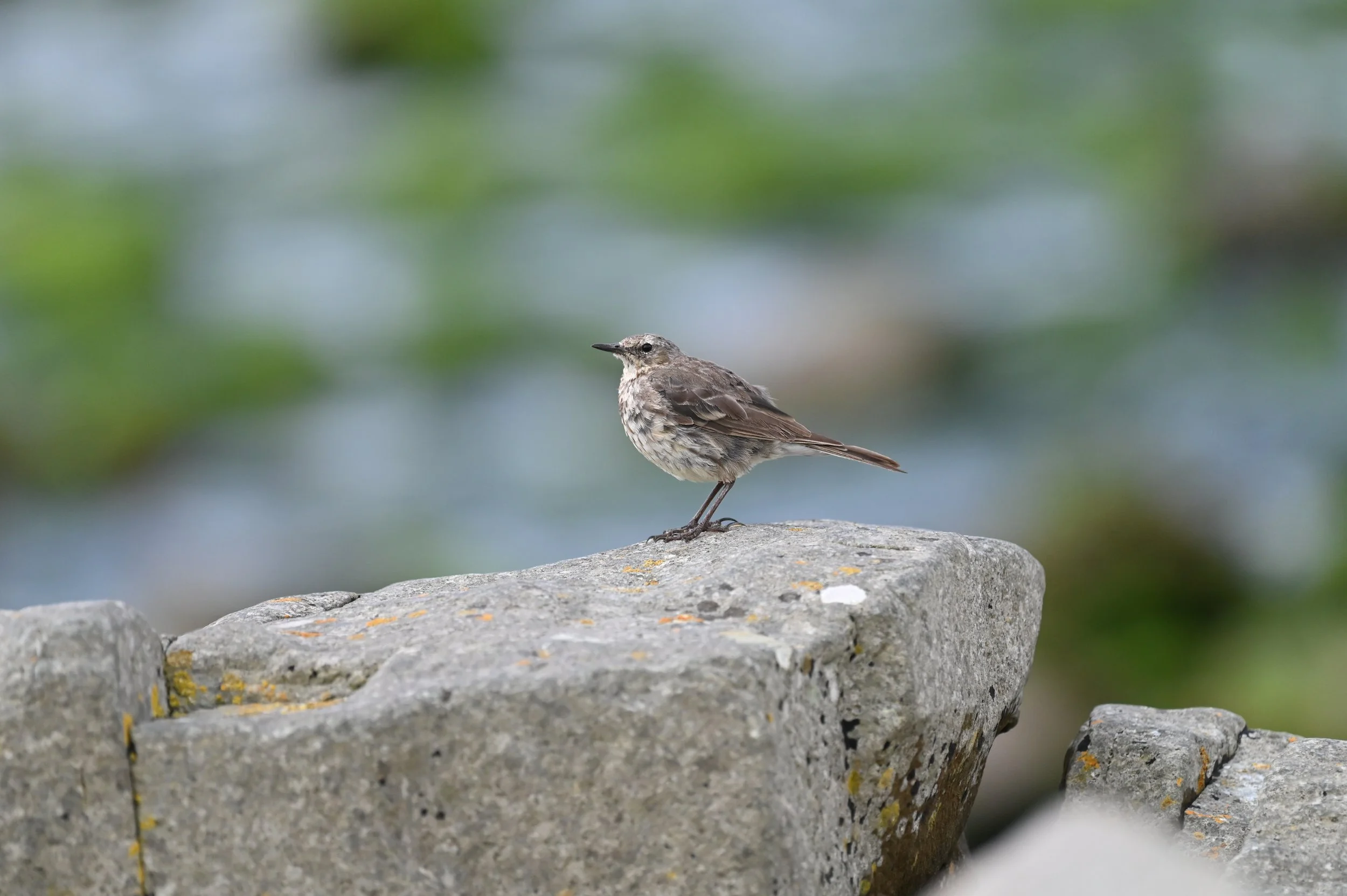 Rock Pipit