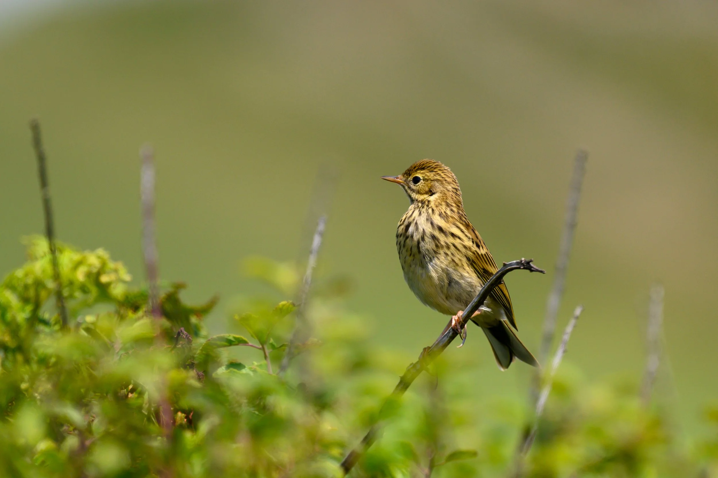Meadow Pipit