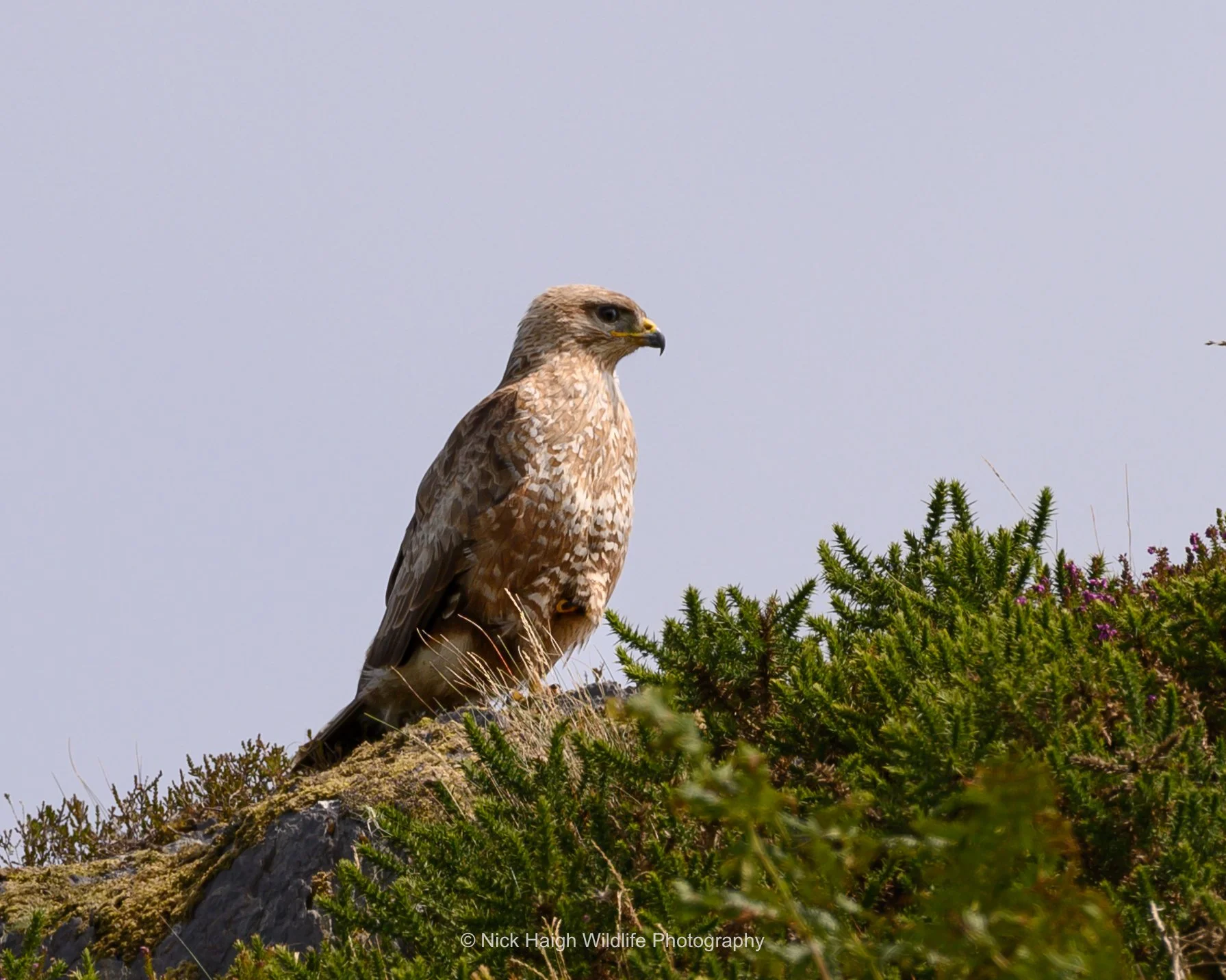 Buzzard