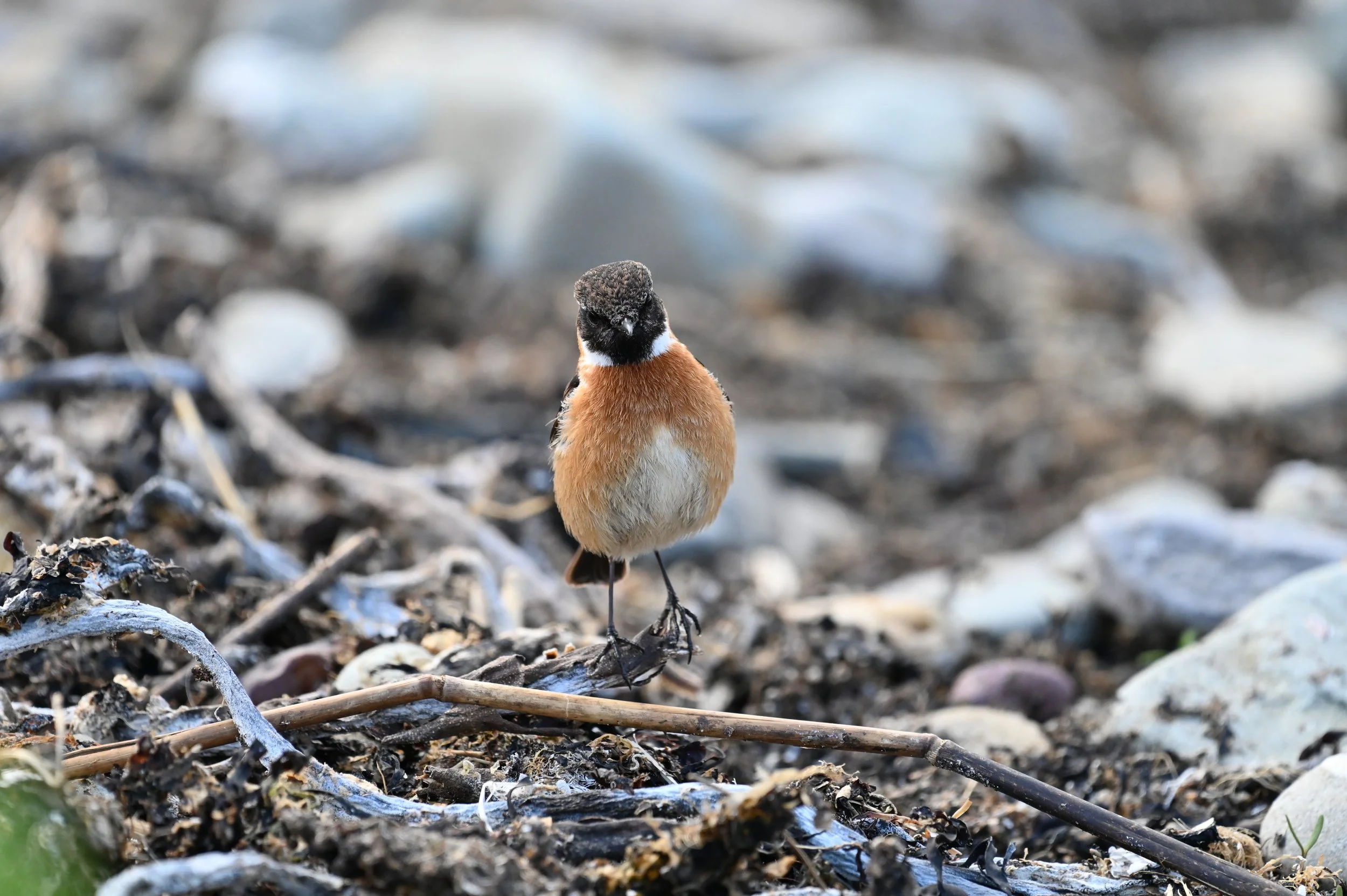 stonechat (m)