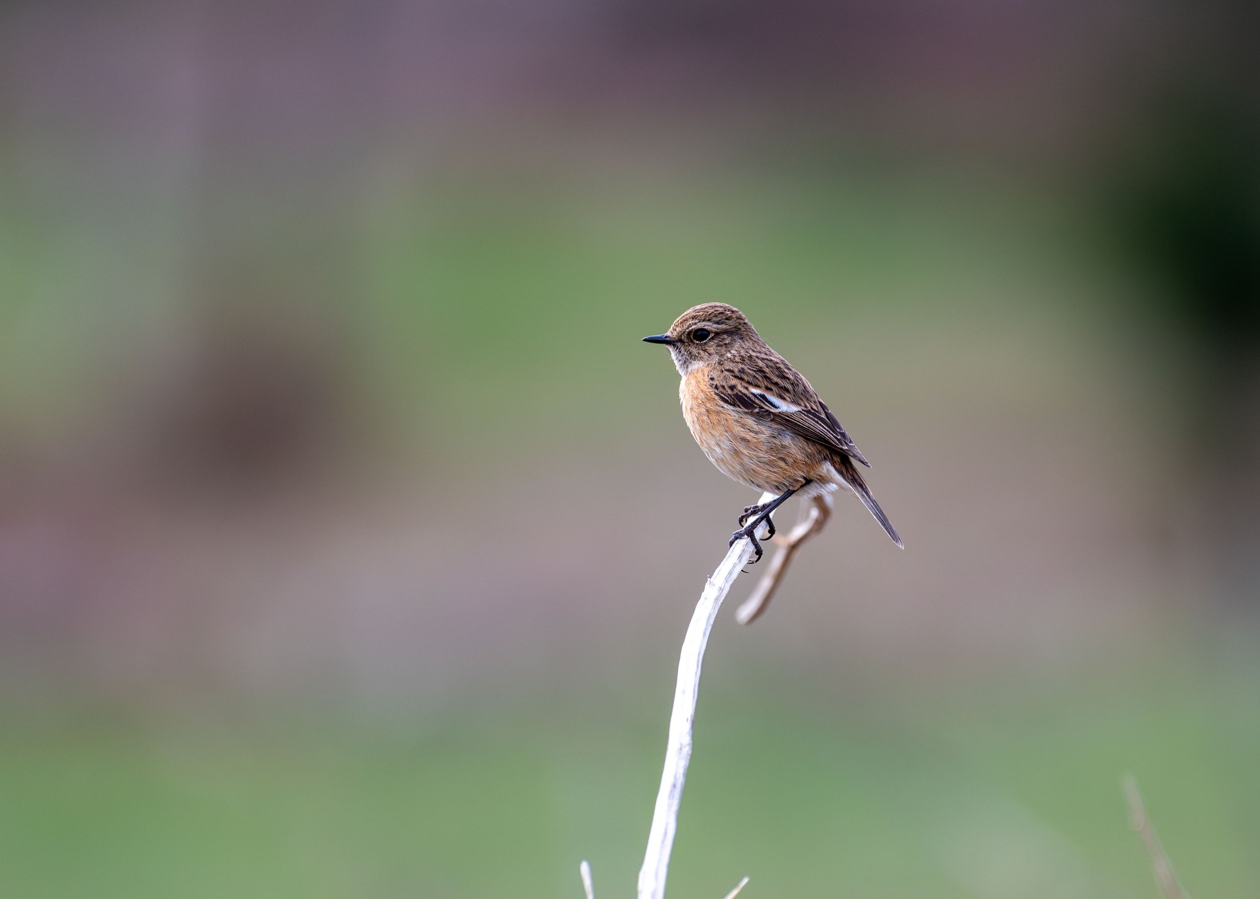 stonechat (f)