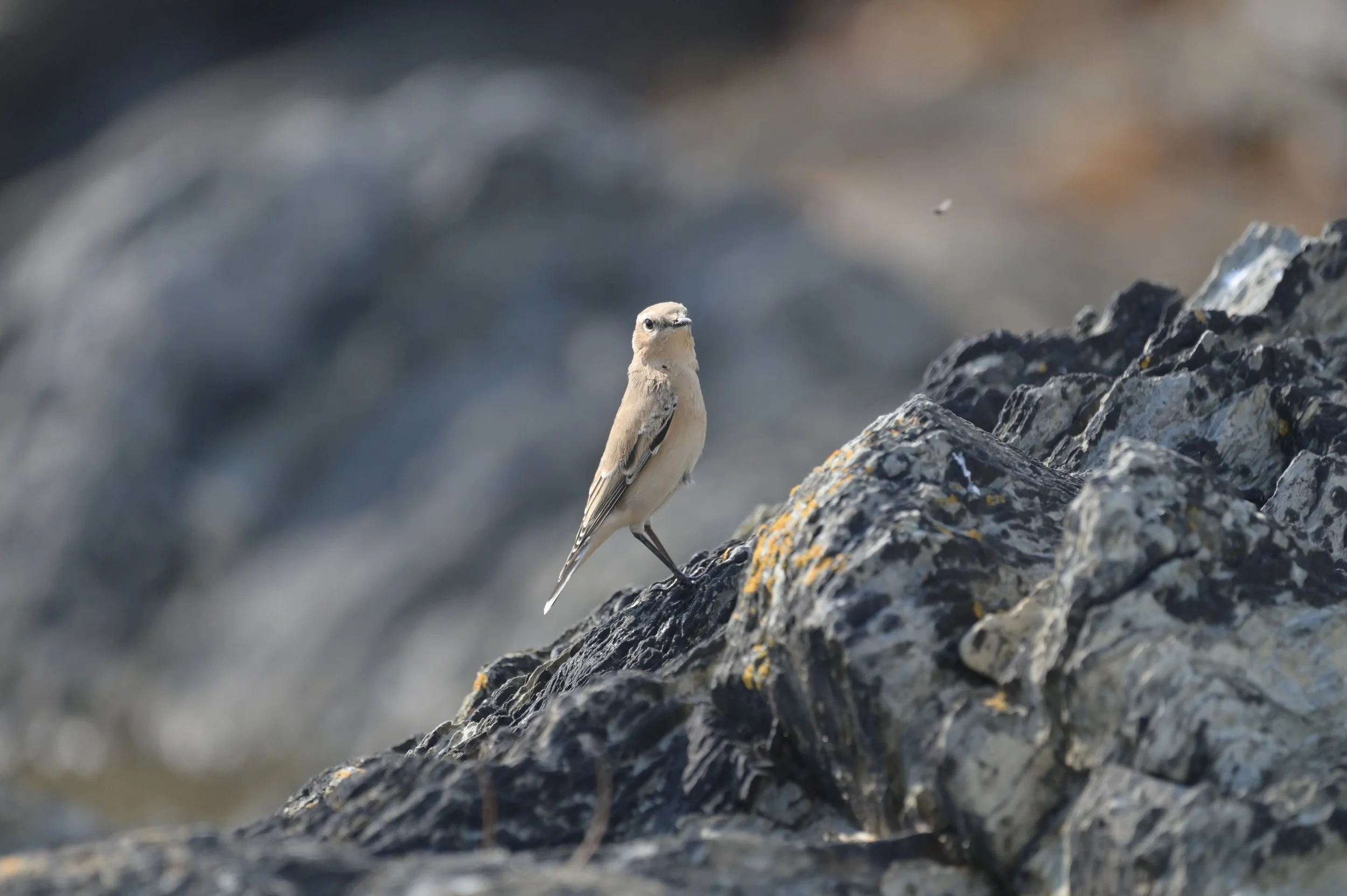Wheatears