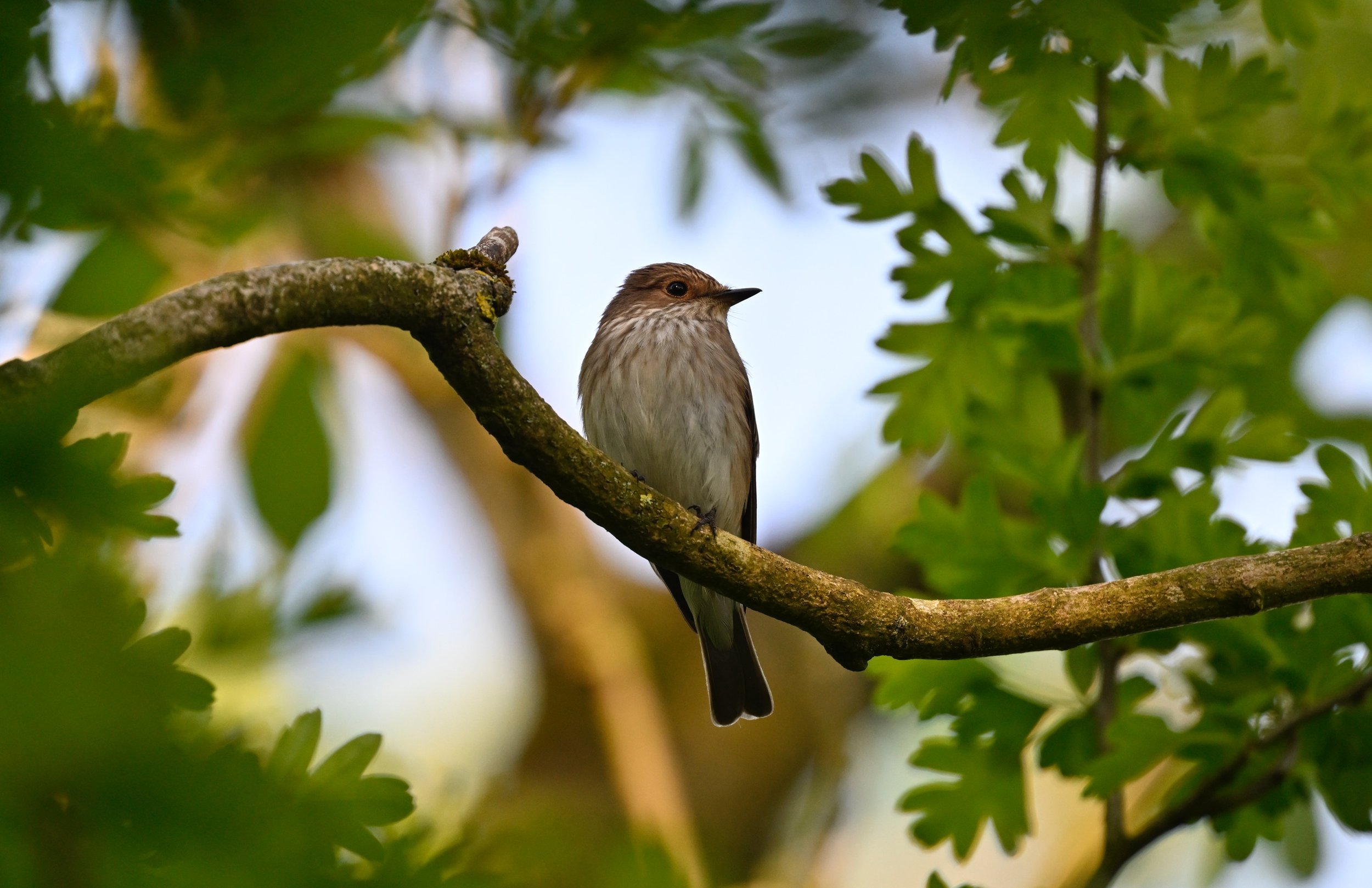 Spotted Flycatcher
