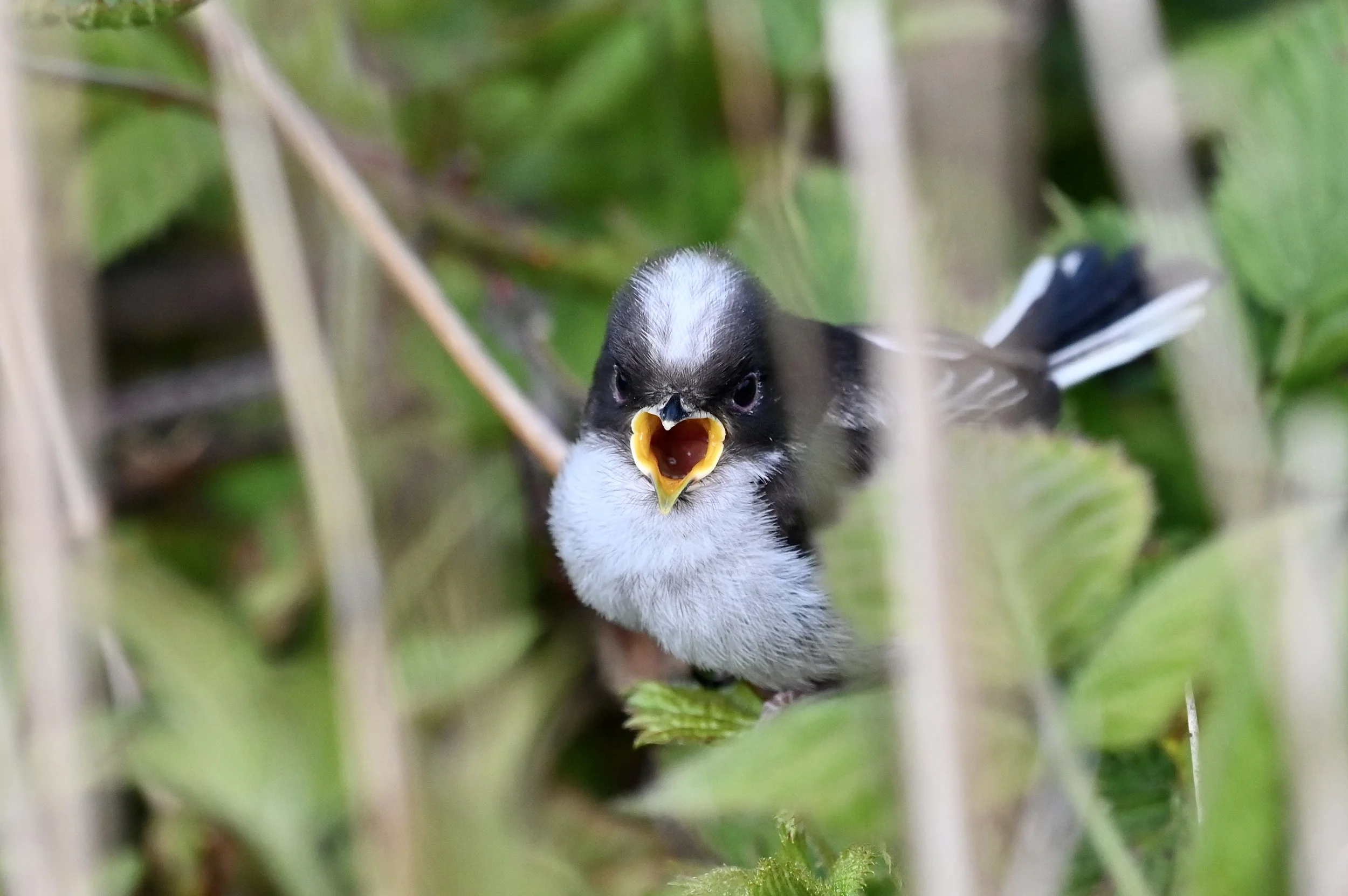 Long tailed Tit (juv)