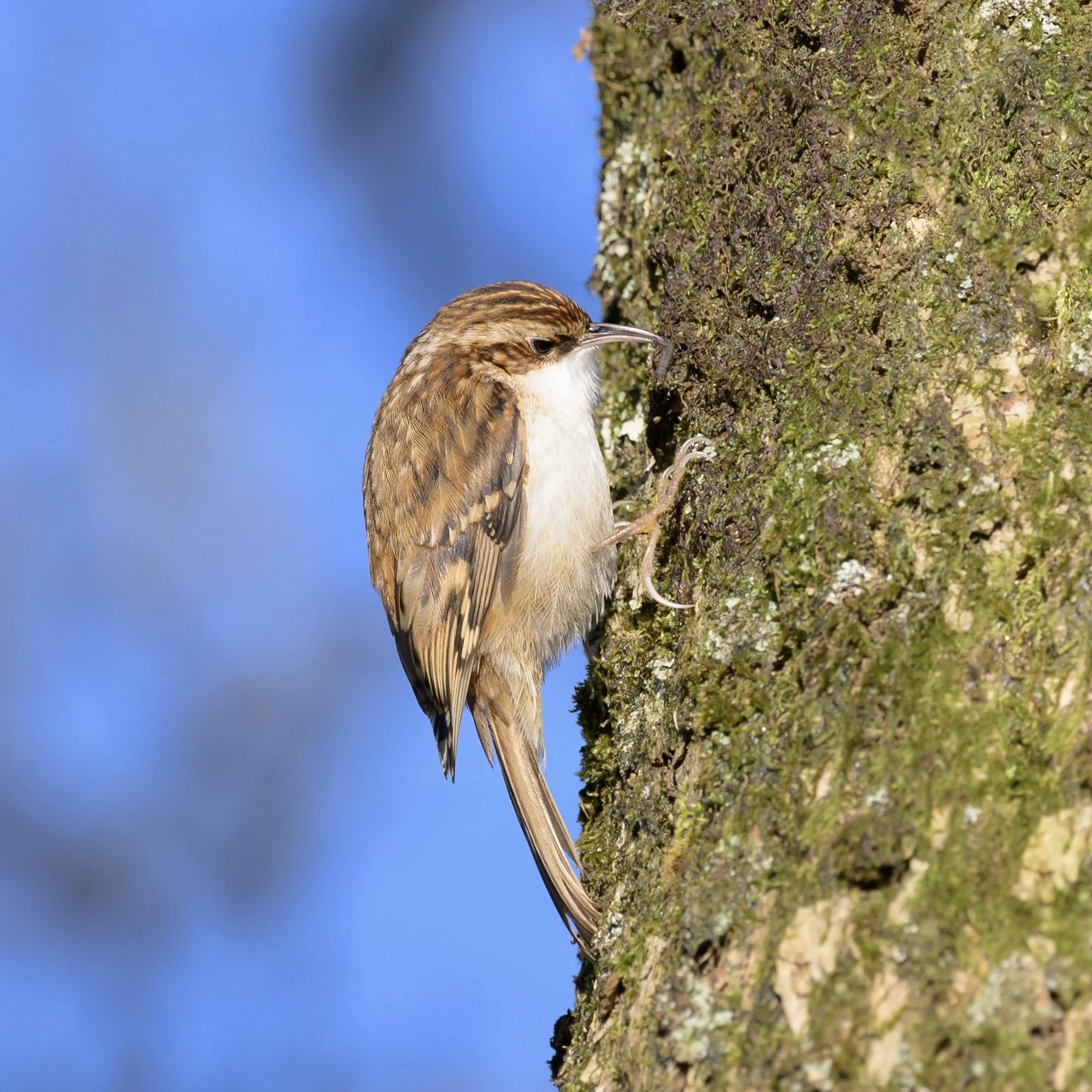 Treecreeper