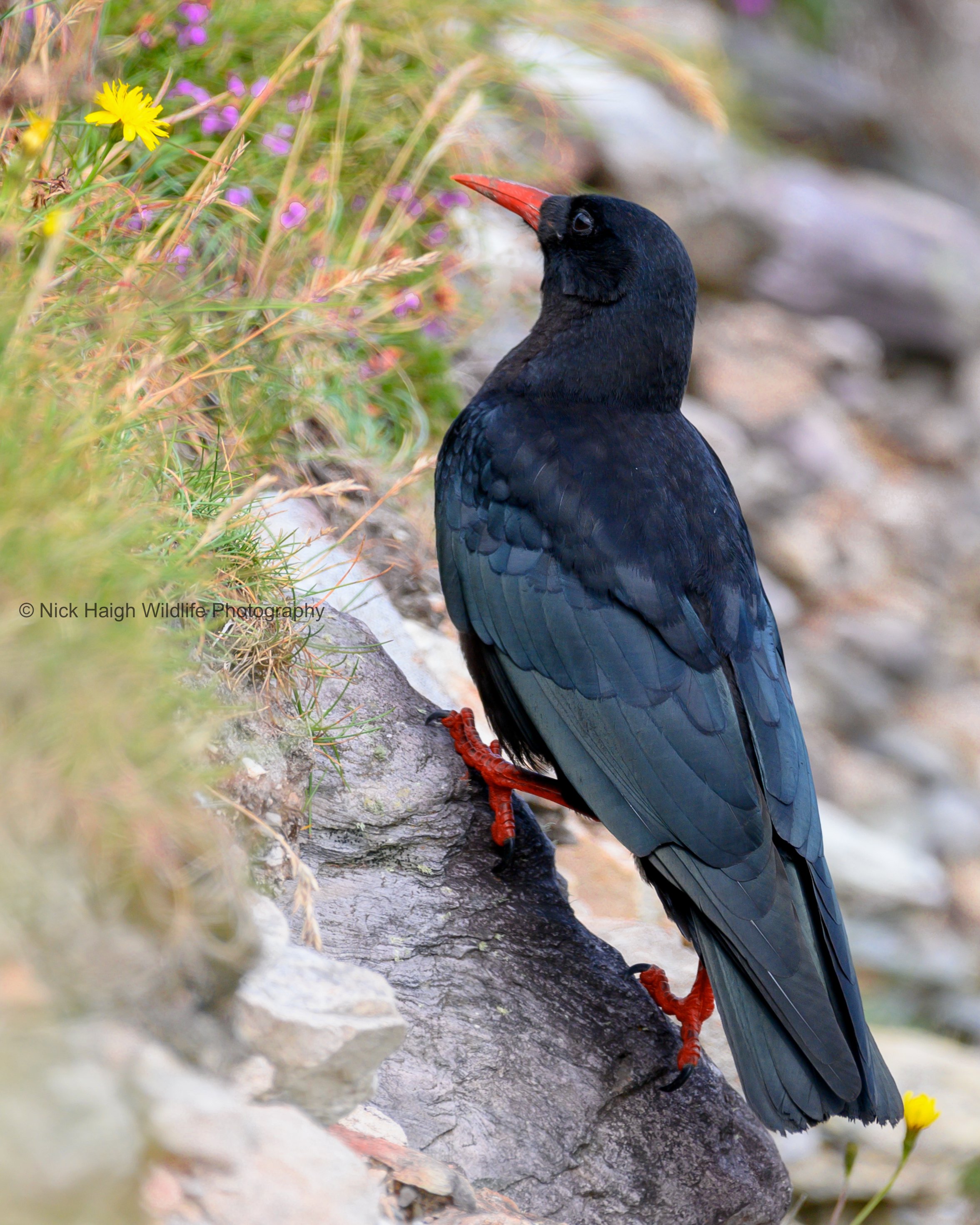 Chough