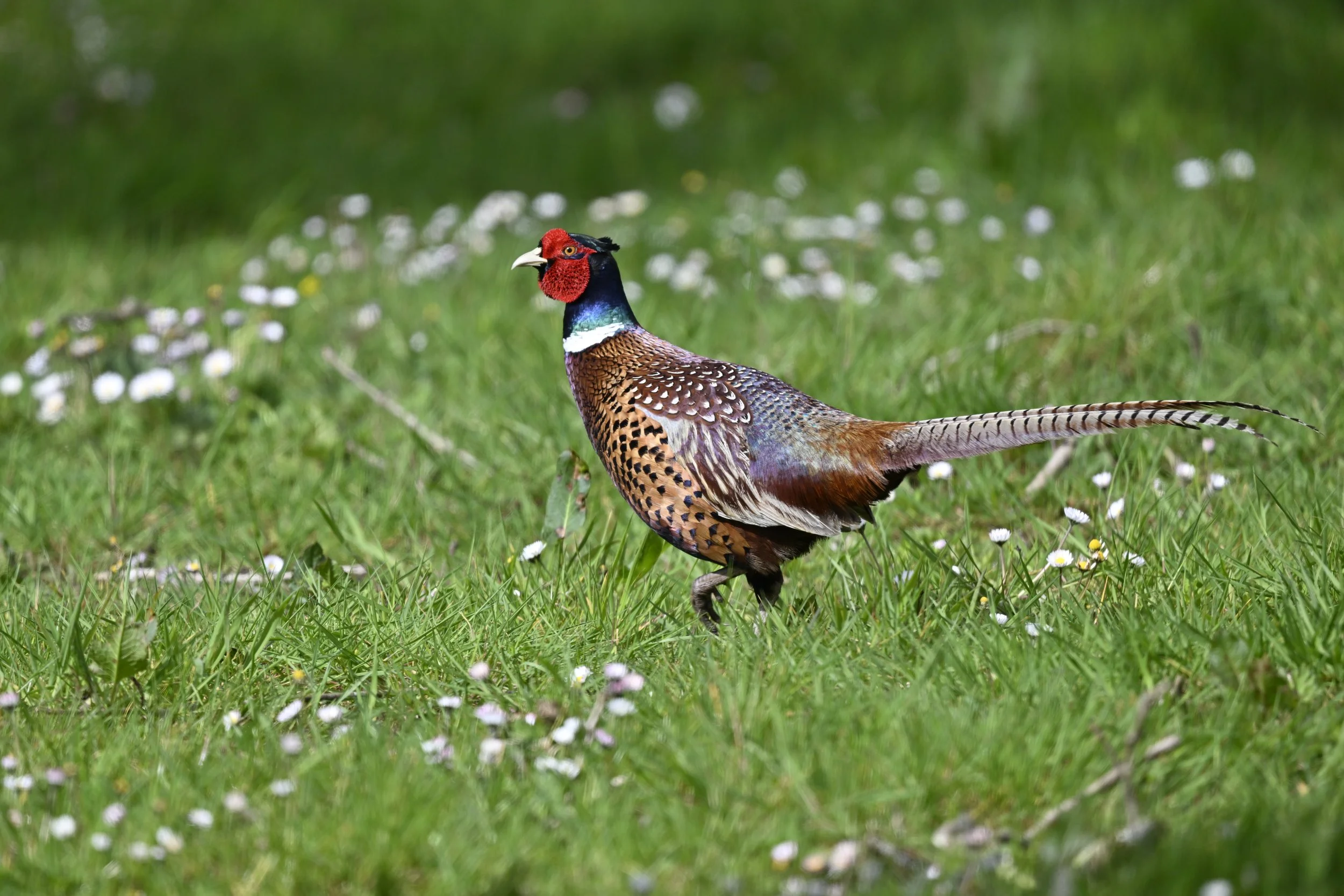 Ring-necked Pheasant