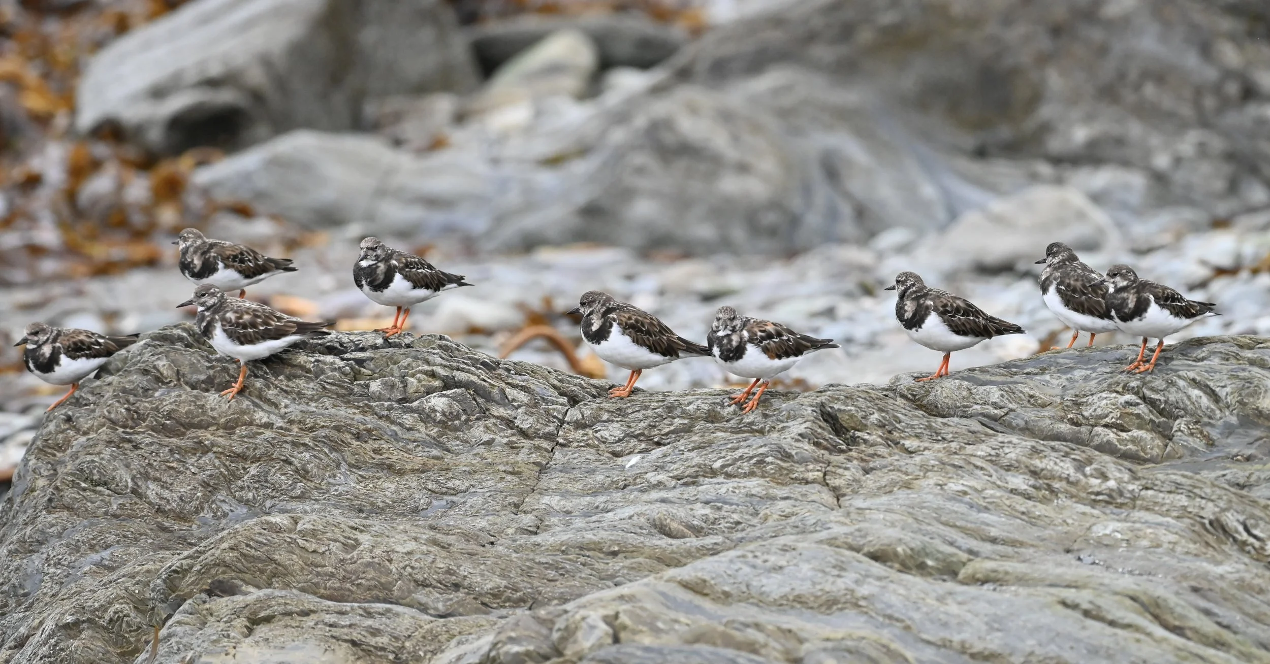 Turnstones
