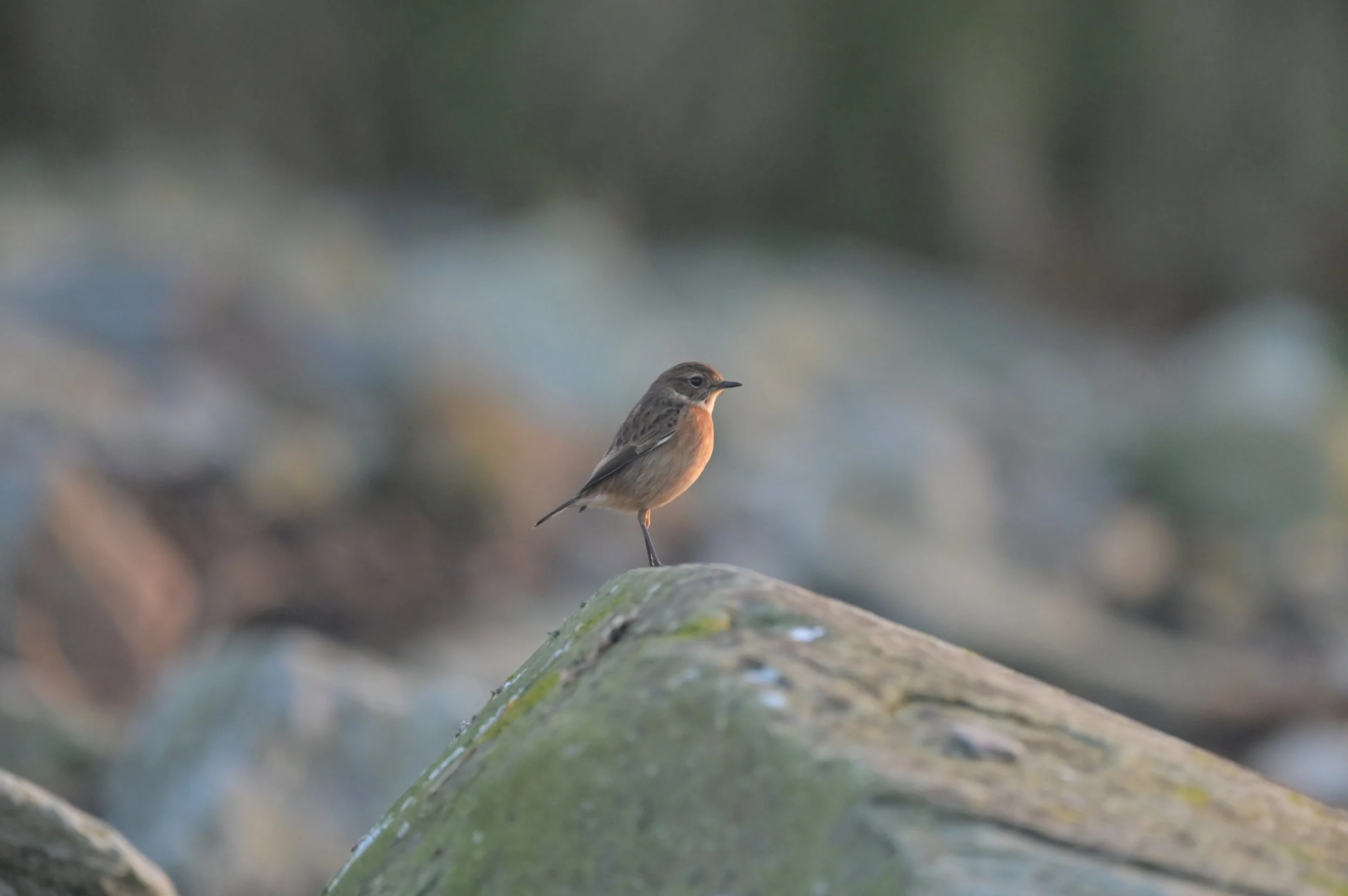 Stonechat