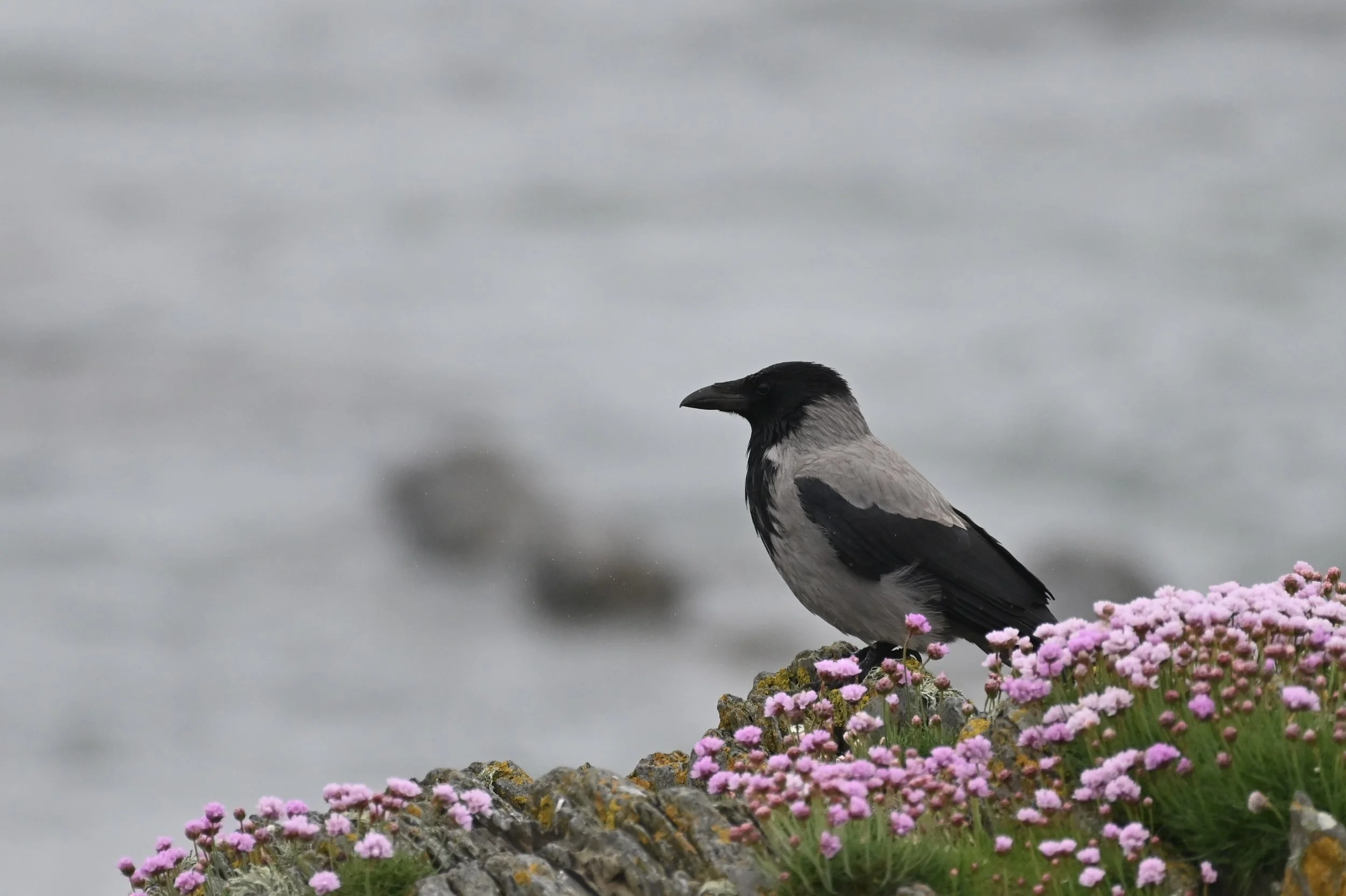 Hooded crow