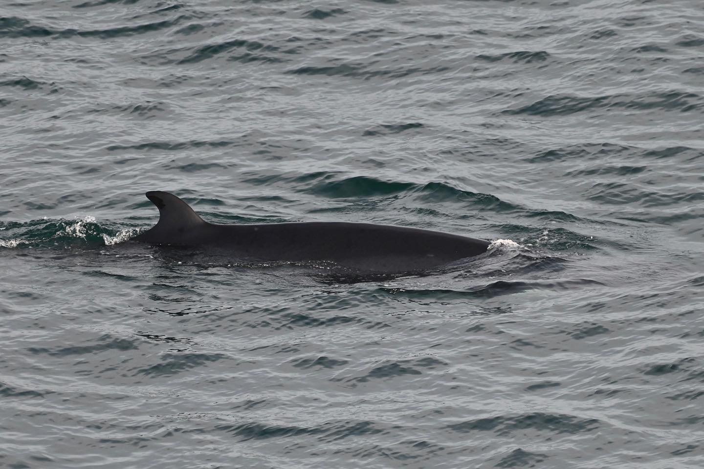Minke Whale