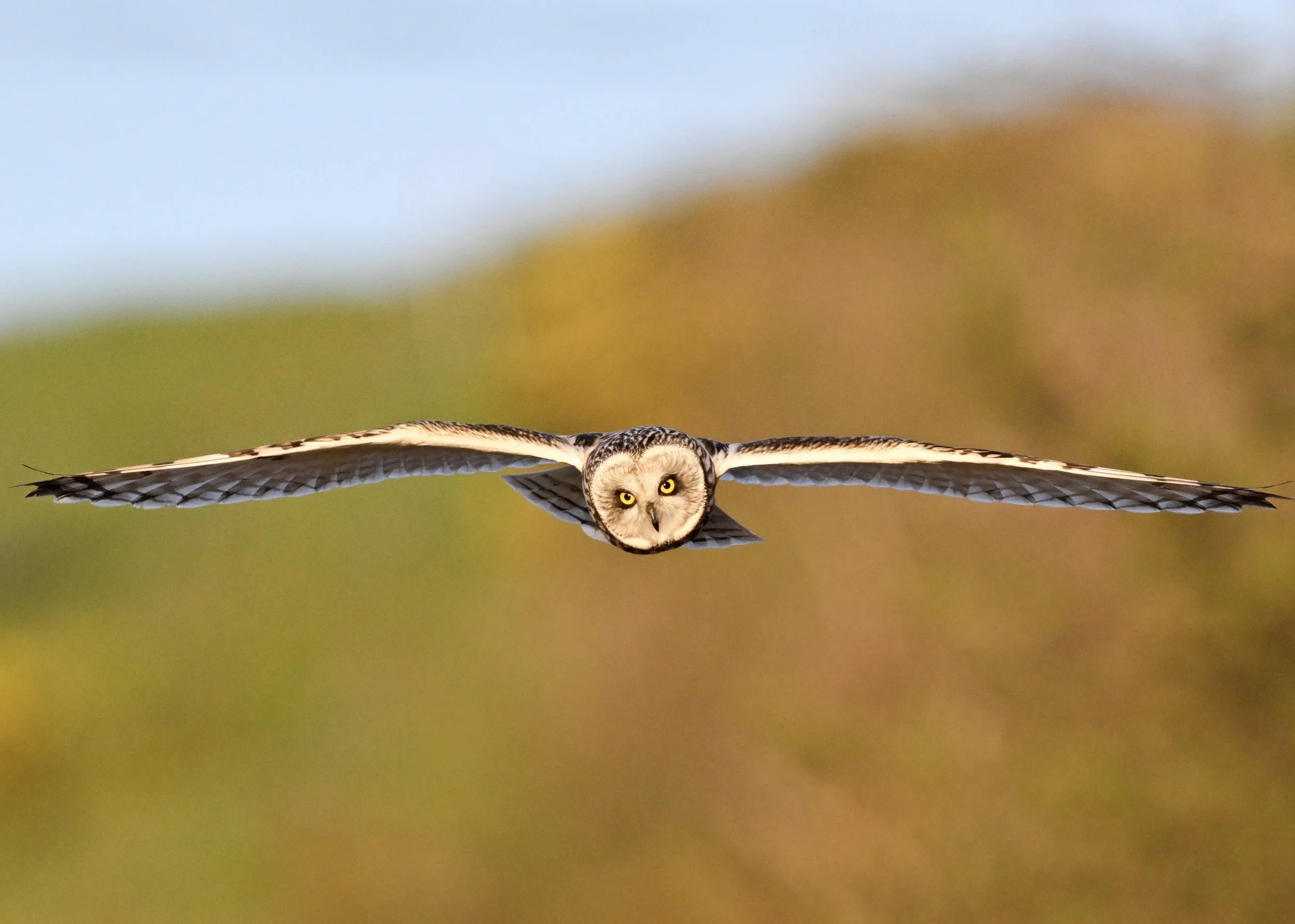 Short eared owl