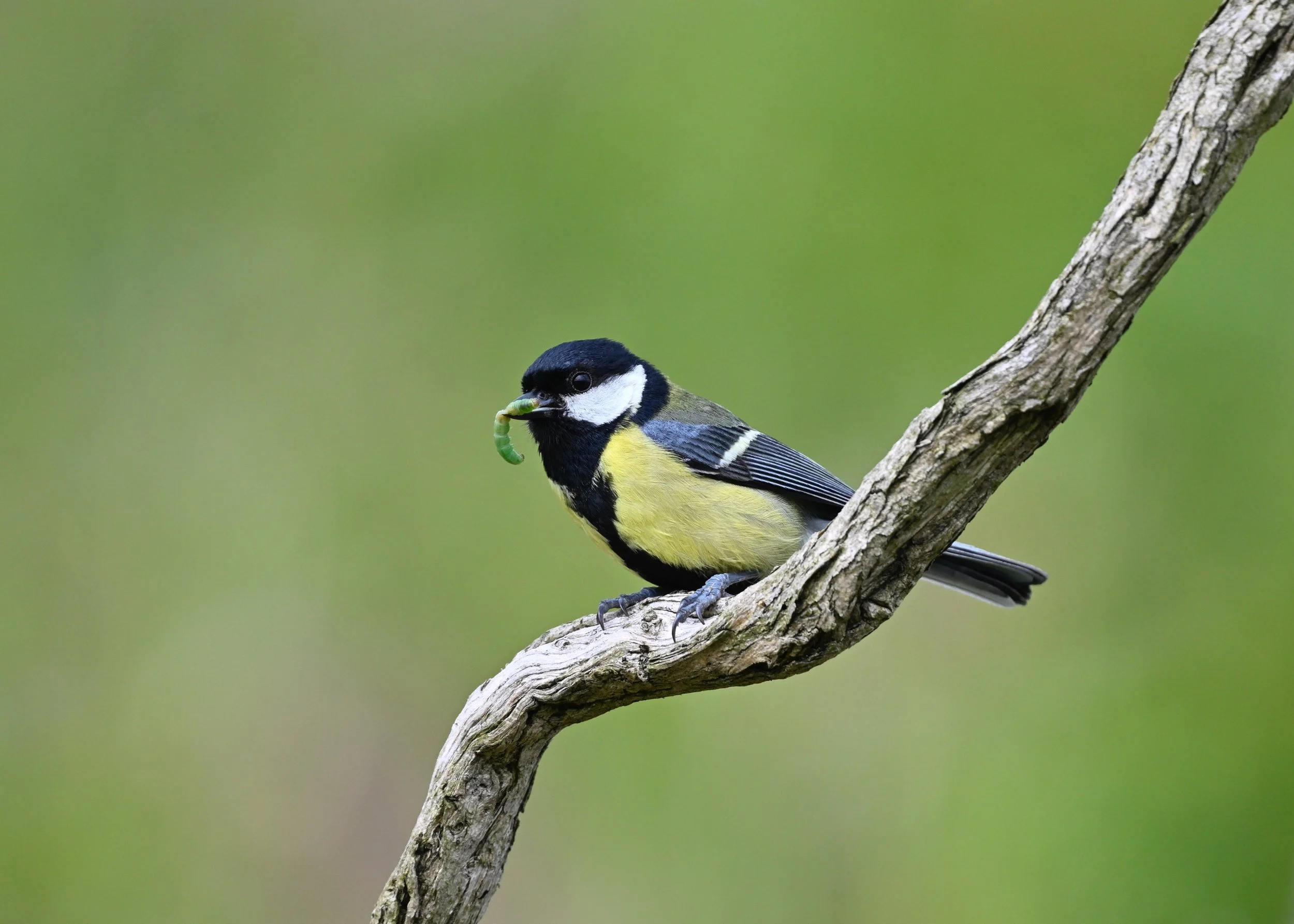Great Tit