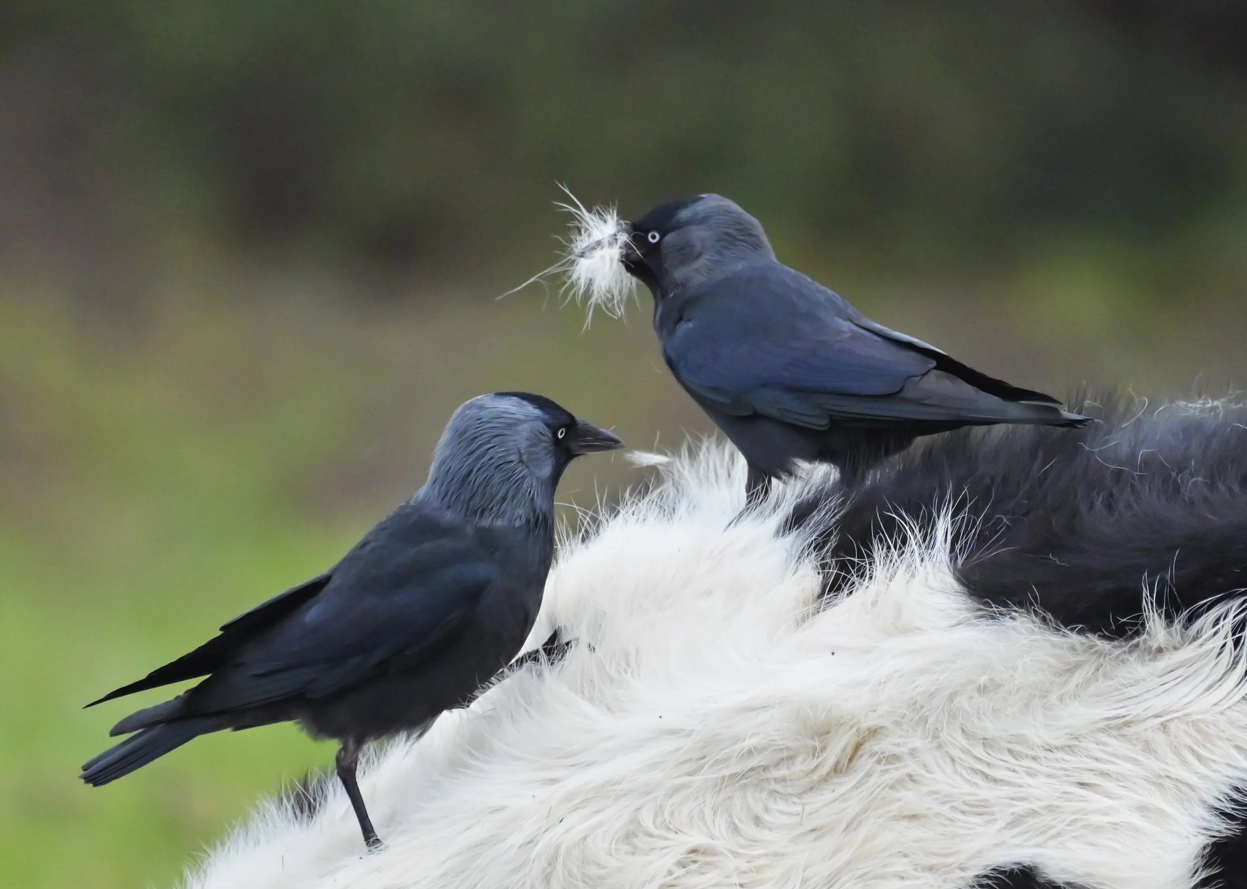 Jackdaws