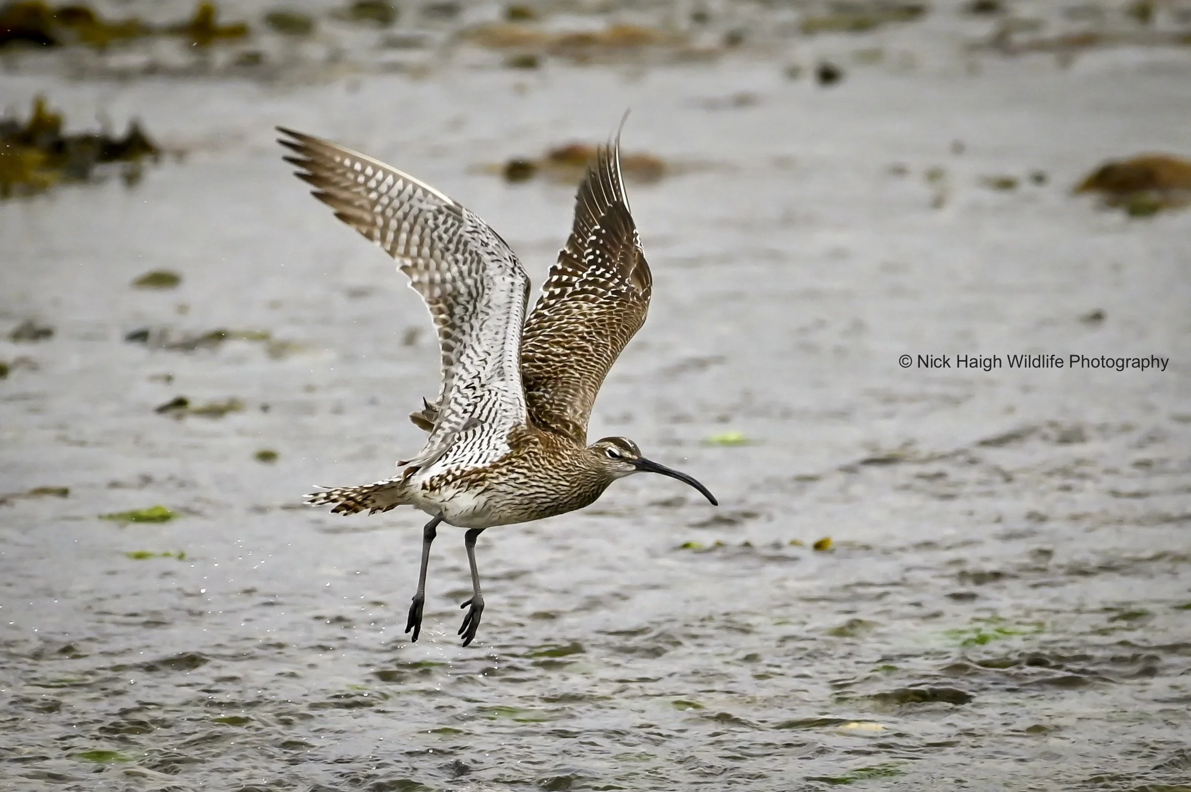 whimbrel