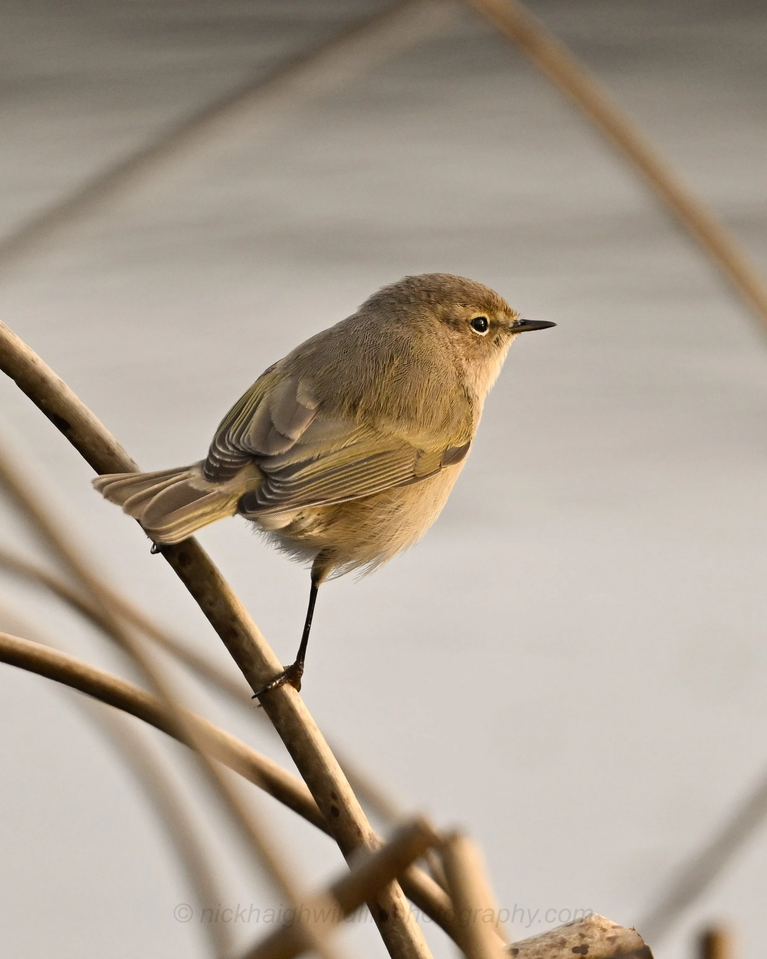 Chiffchaff 2