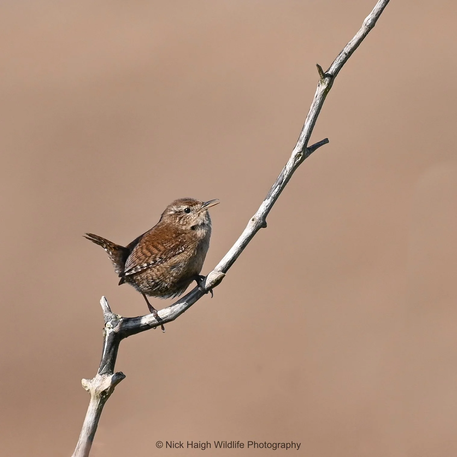 Wren