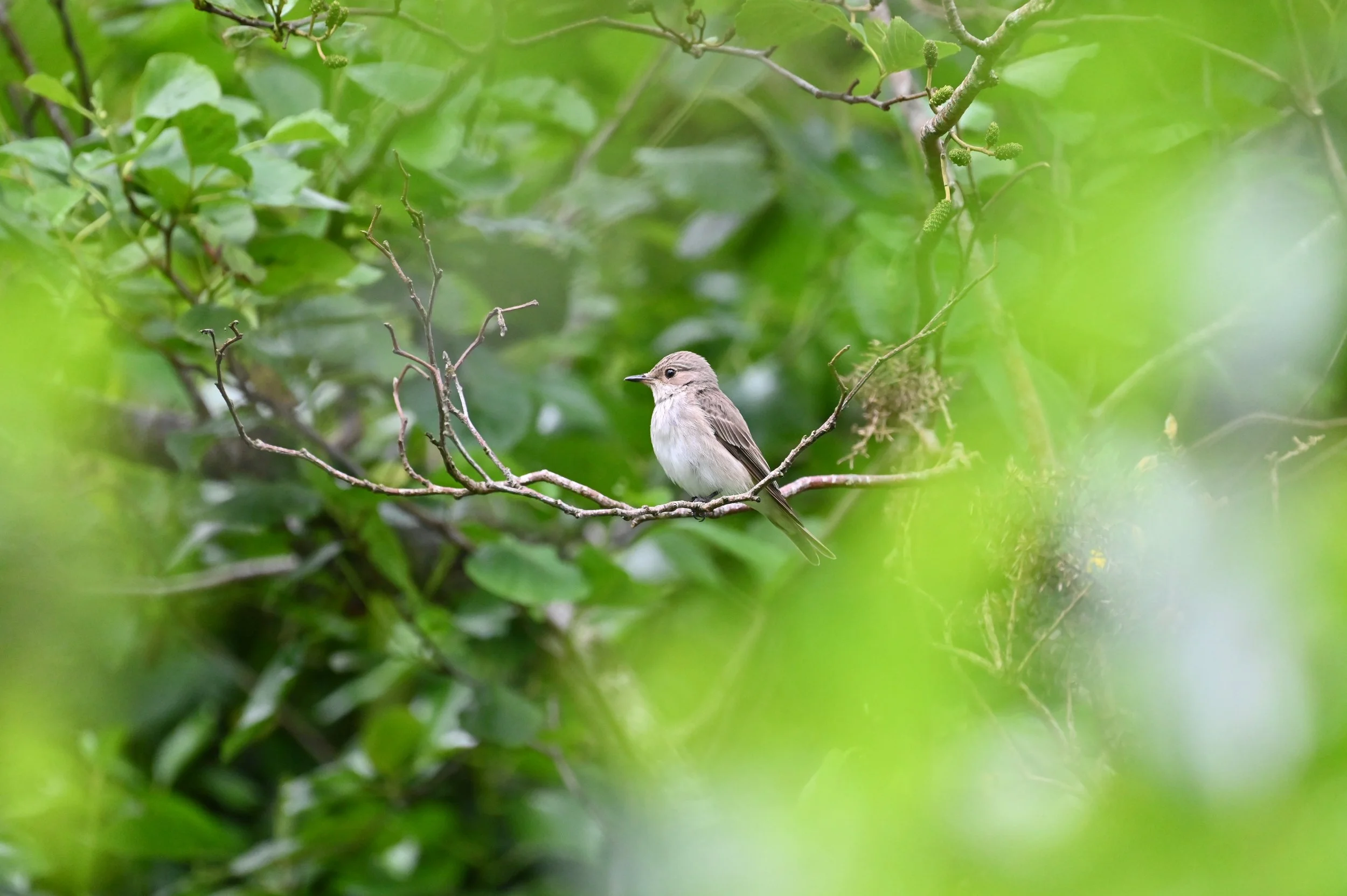 spotted flycatcher
