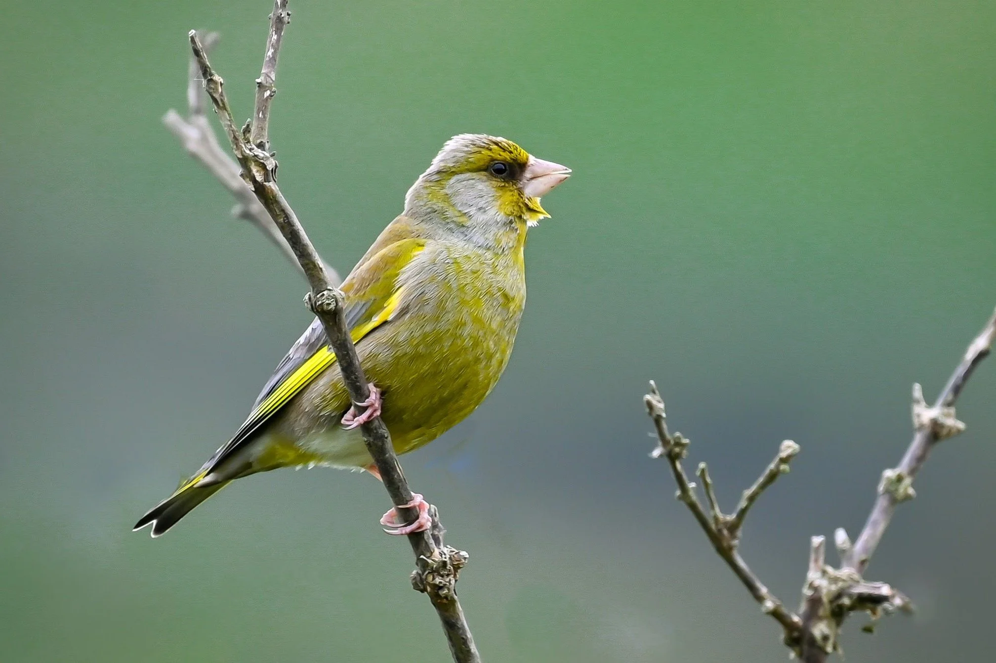 Greenfinch