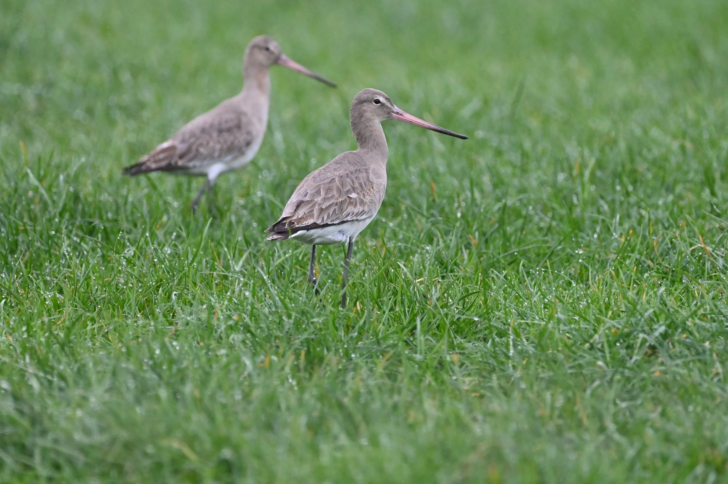 Black tailed Godwit