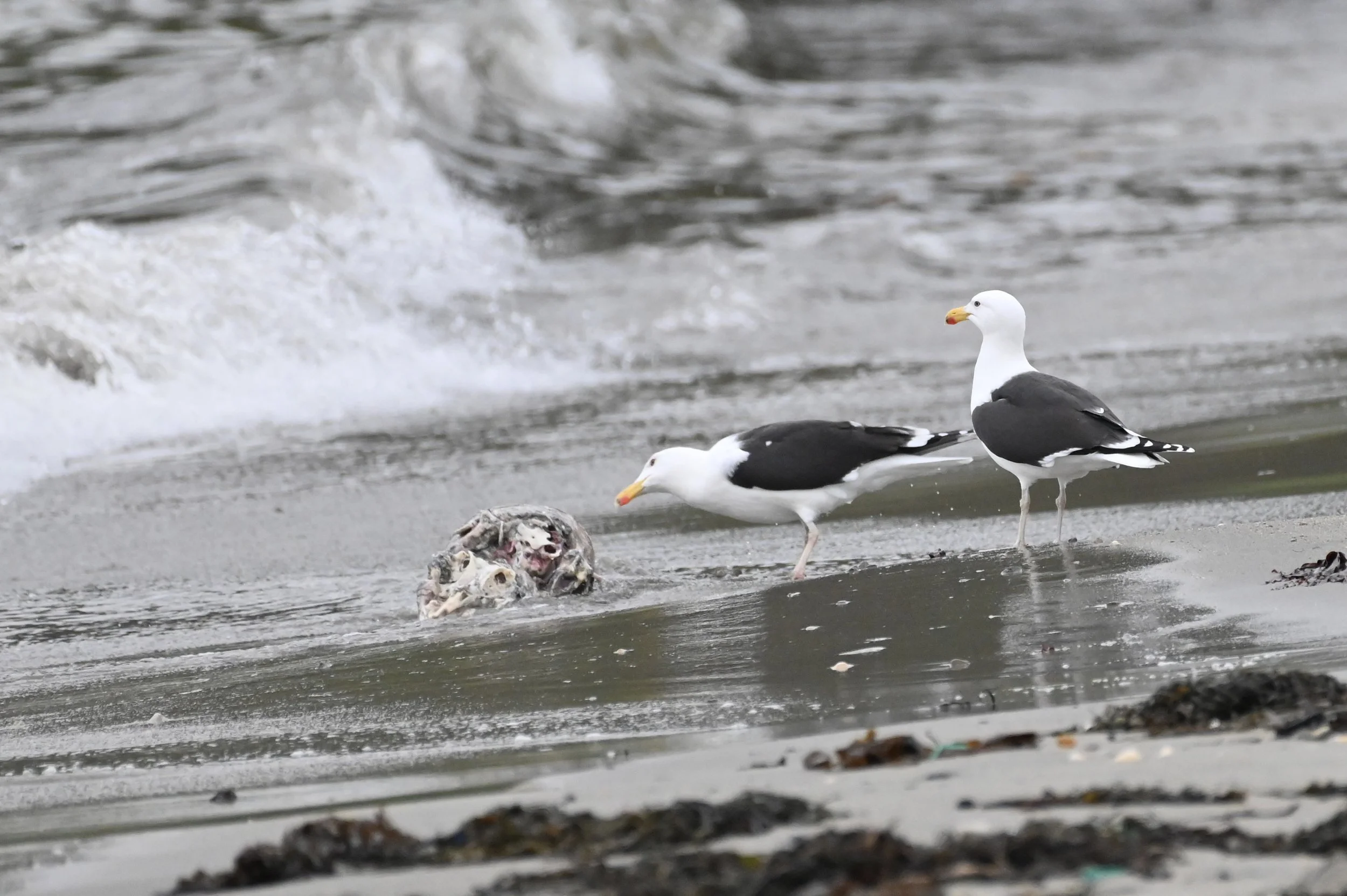 Greater Black backed Gull (dead seal carcass)