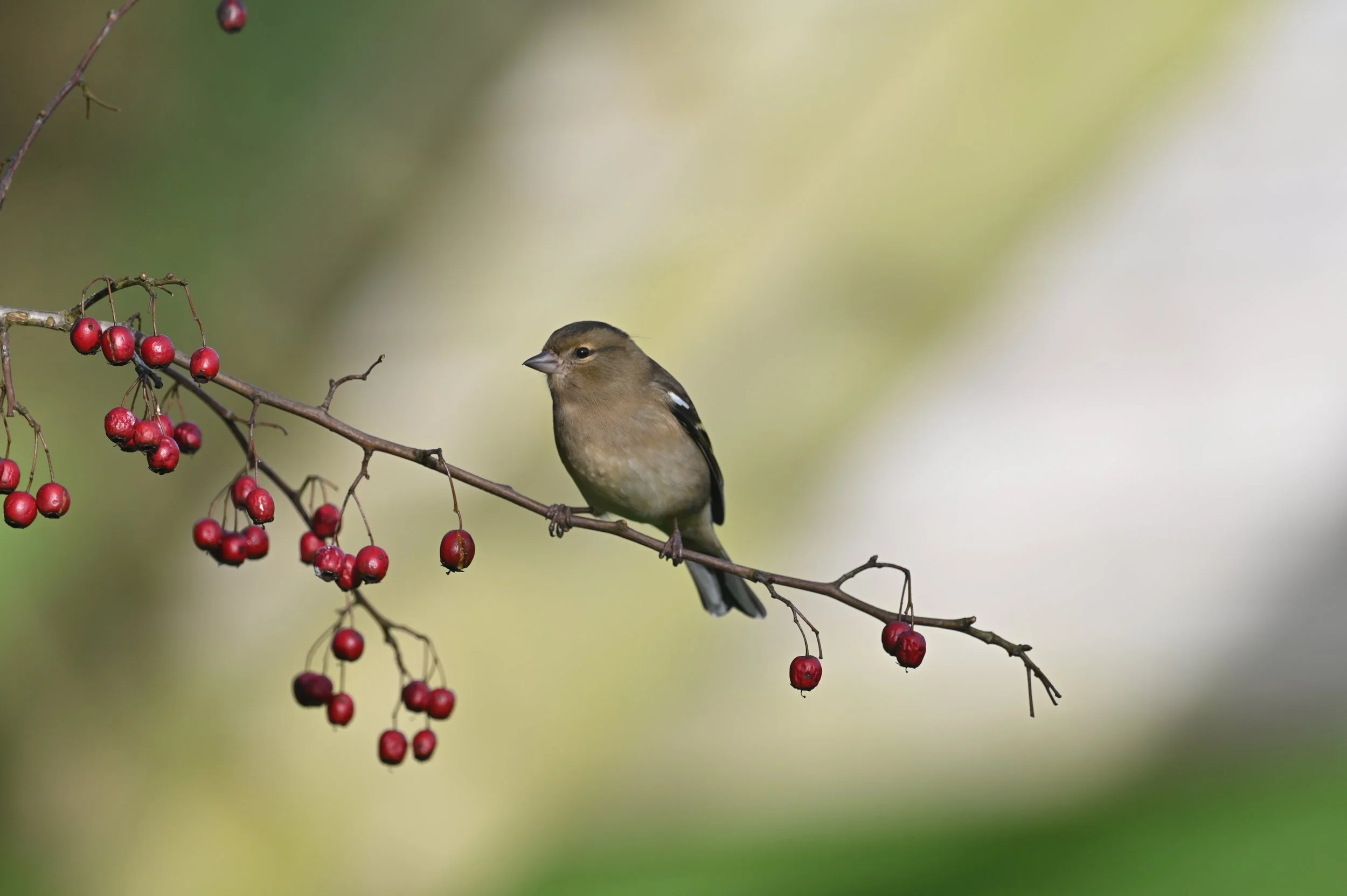 Chaffinch