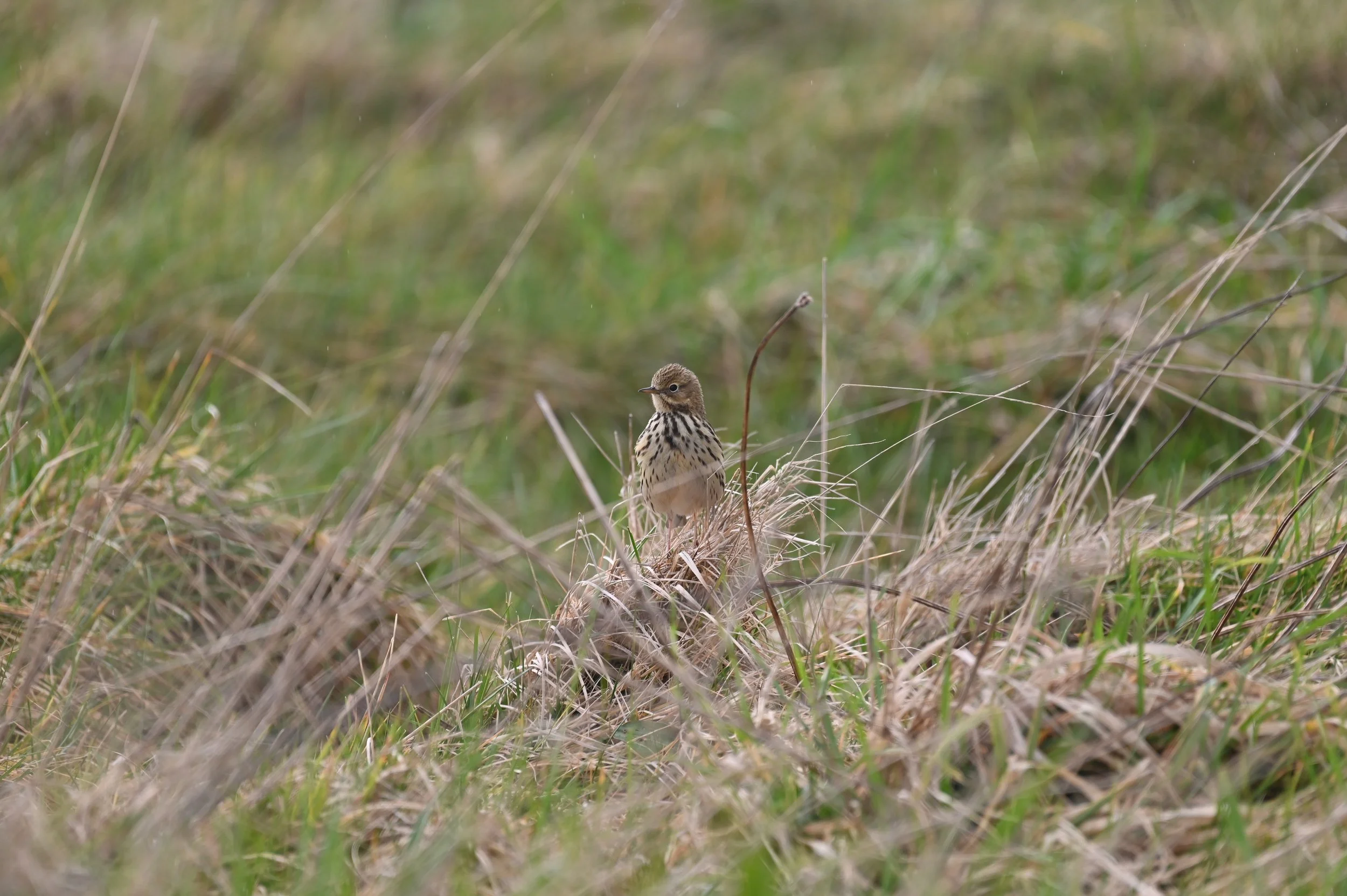 Meadow Pipit